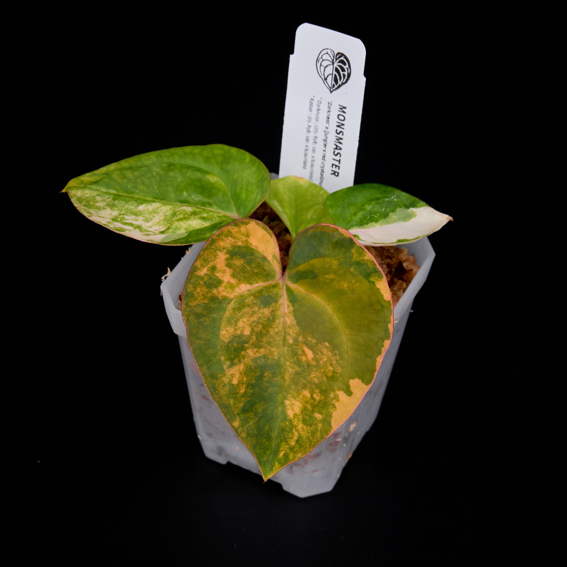 Anthurium 'AM6(Darkness)' x pap. jungler hybrid seedlings 1