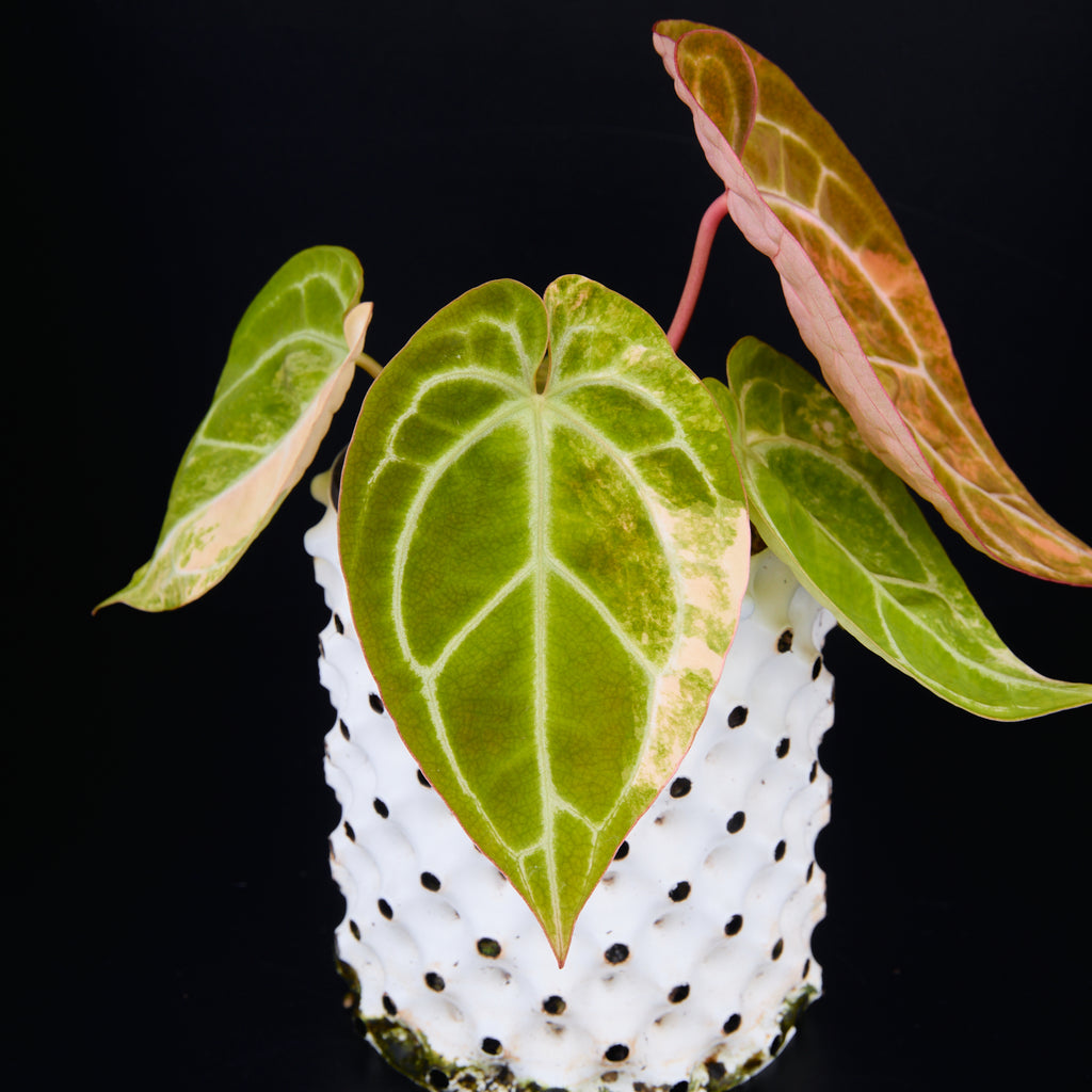 Anthurium 'AM2(Sunset)' x magnificum A