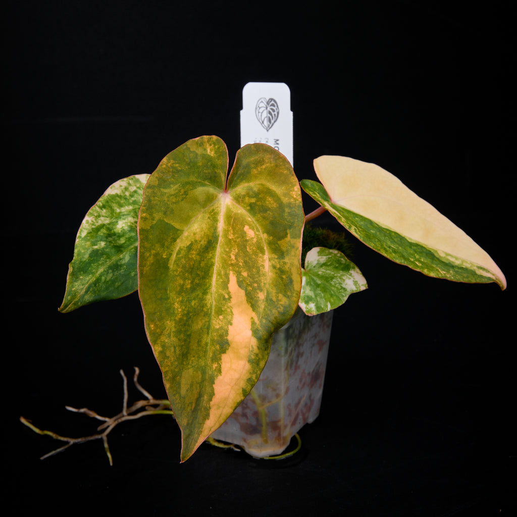 Anthurium ('AM1(Kaiser)' x 'AM2(Sunset)') x 'AM2(Sunset)' Seed