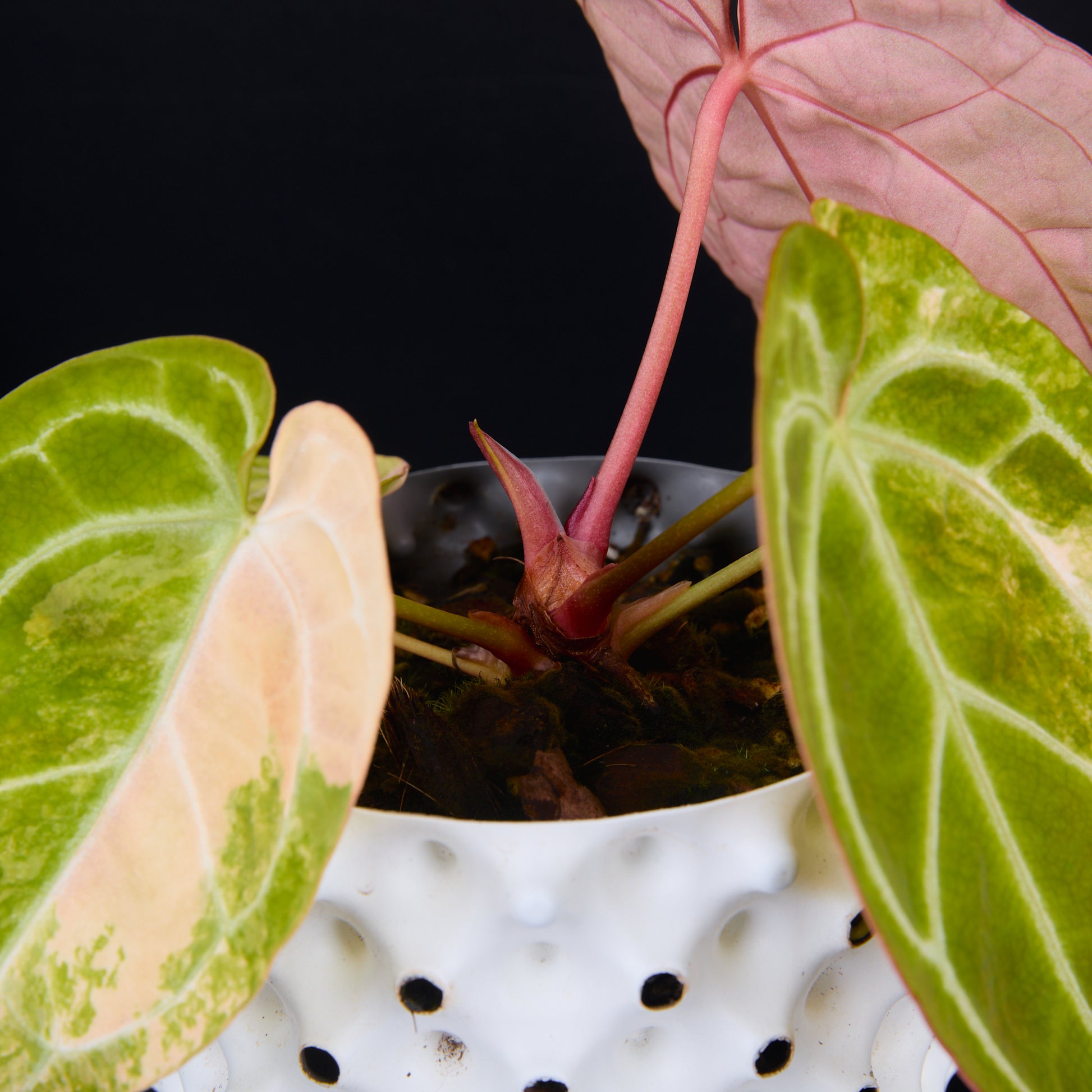 Anthurium 'AM2(Sunset)' x magnificum A