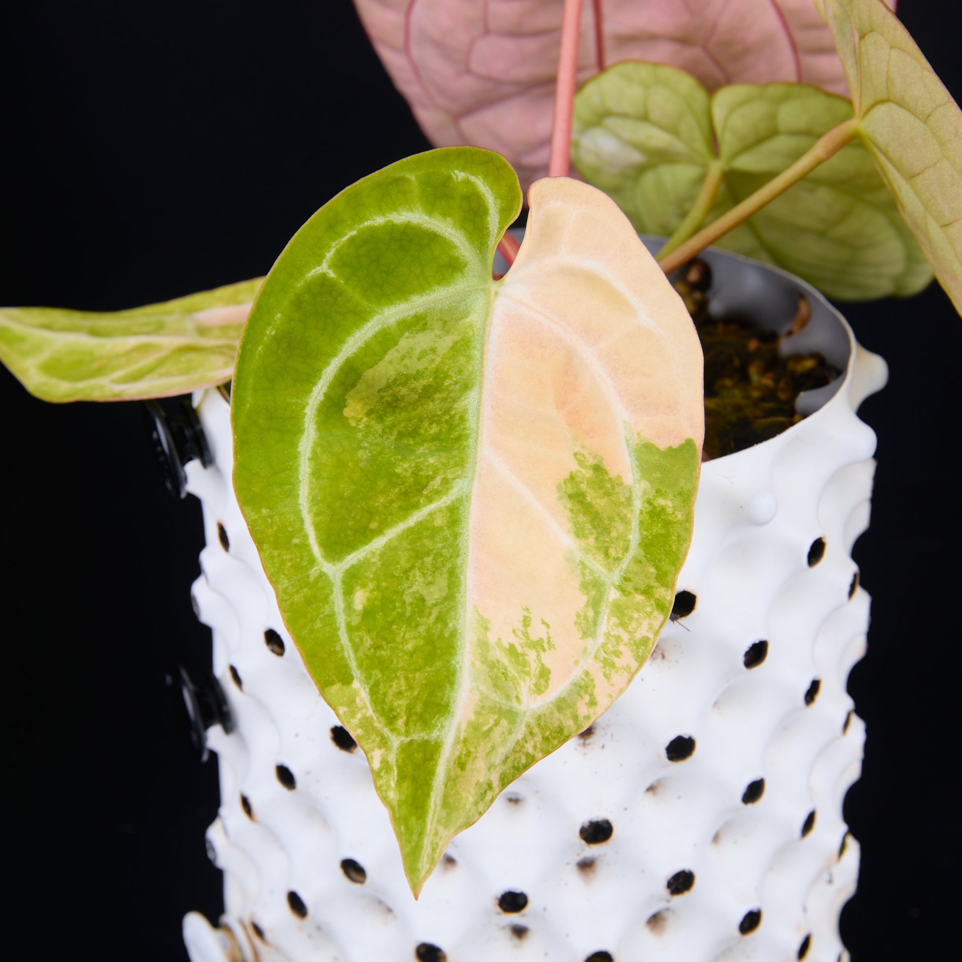 Anthurium 'AM2(Sunset)' x magnificum A