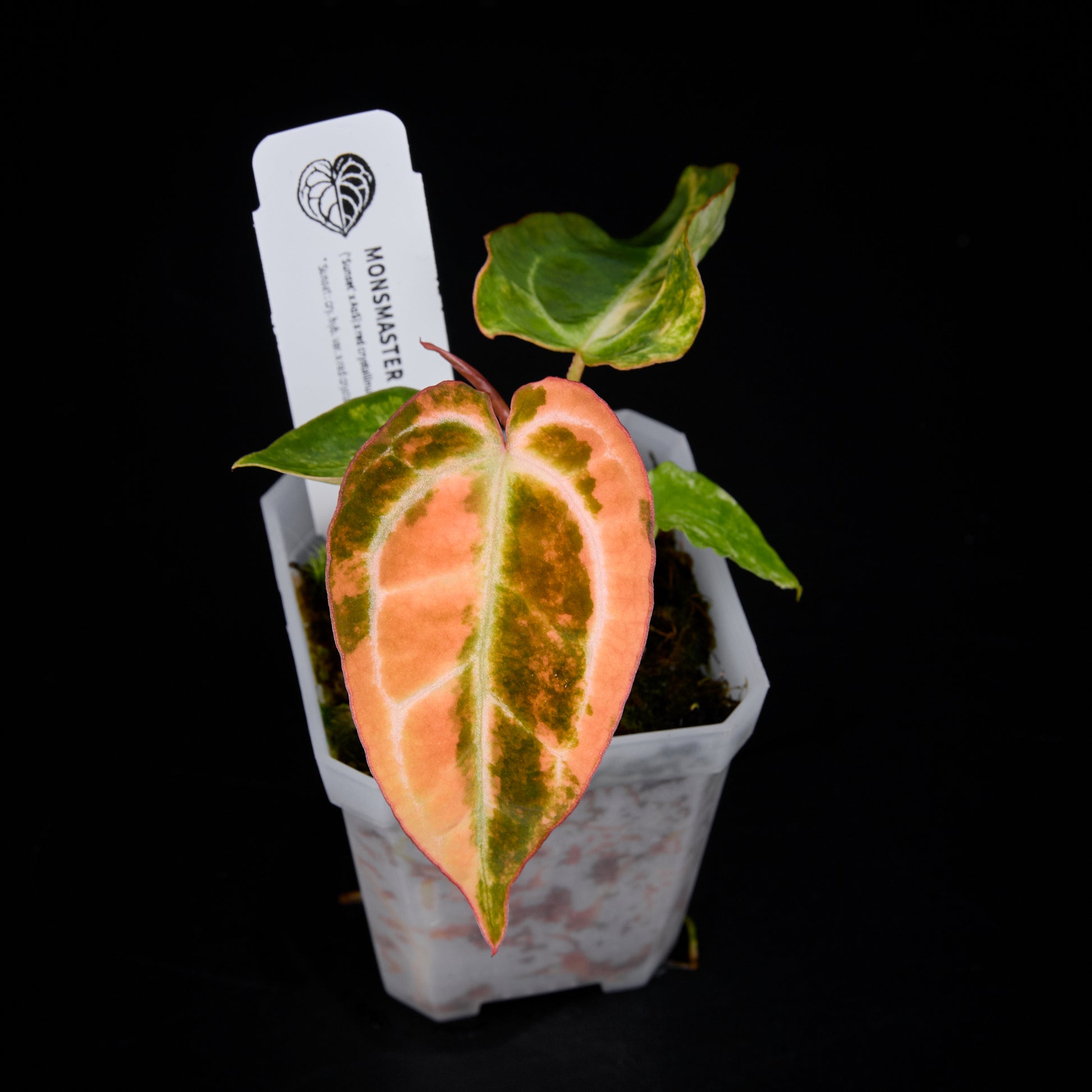 Anthurium 'AM5(Phoenix)' x red crystallinum Seed