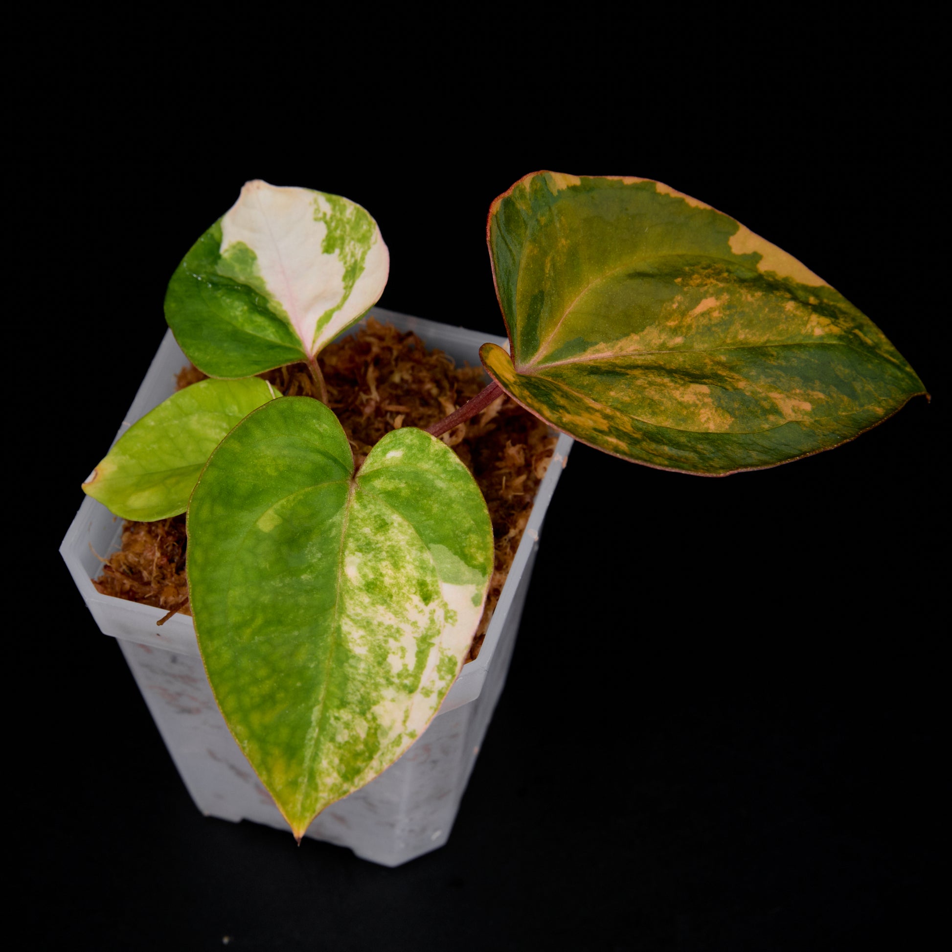 Anthurium 'AM6(Darkness)' x pap. jungler hybrid seedlings 1