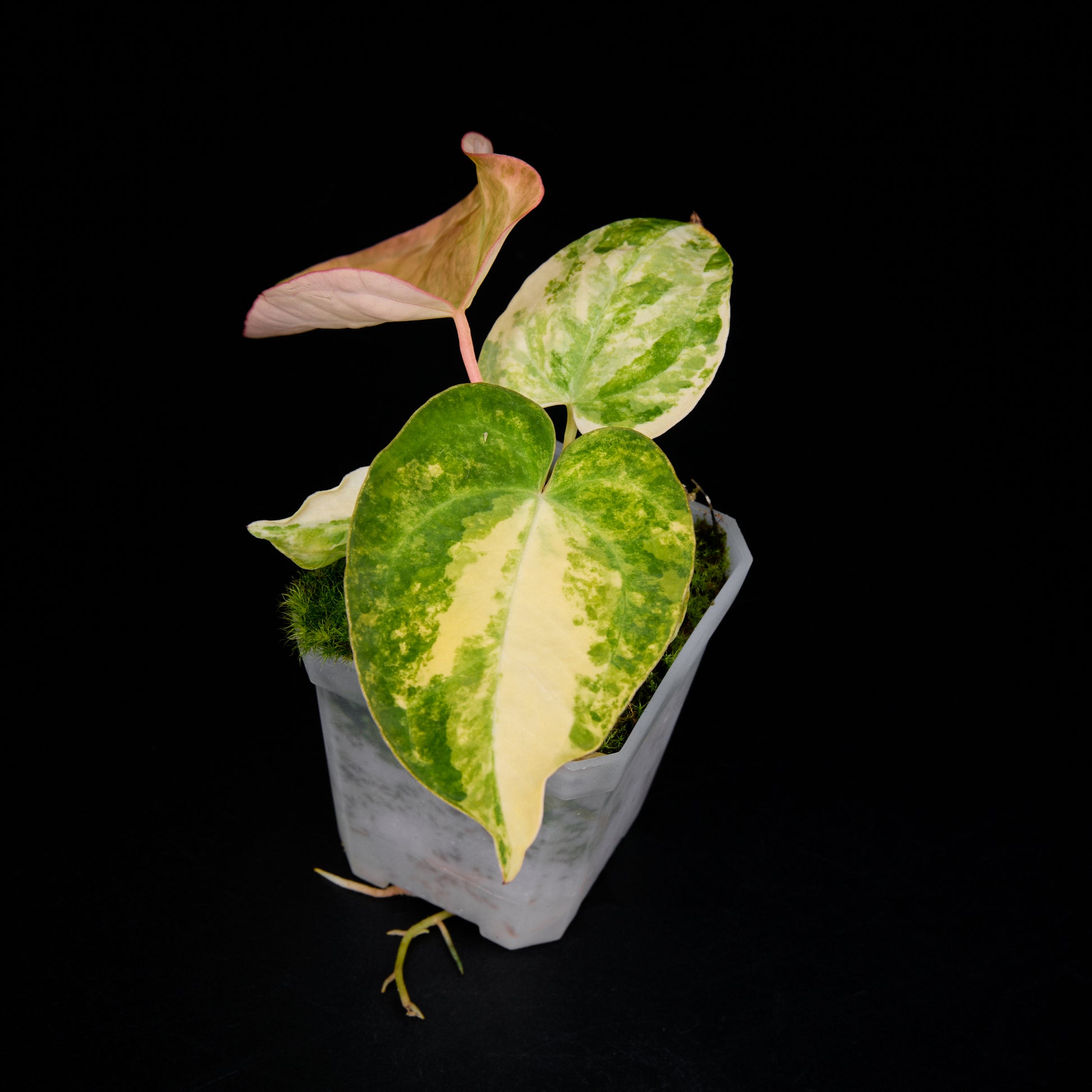 Anthurium (Kaiser x Sunset) x pap hybrid var. Seedlings 1