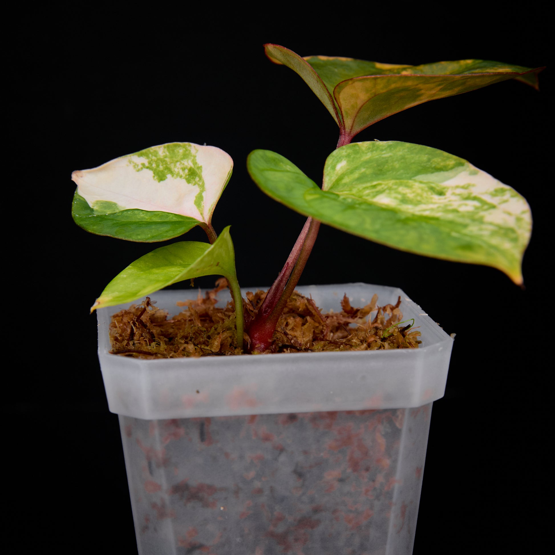 Anthurium 'AM6(Darkness)' x pap. jungler hybrid seedlings 1