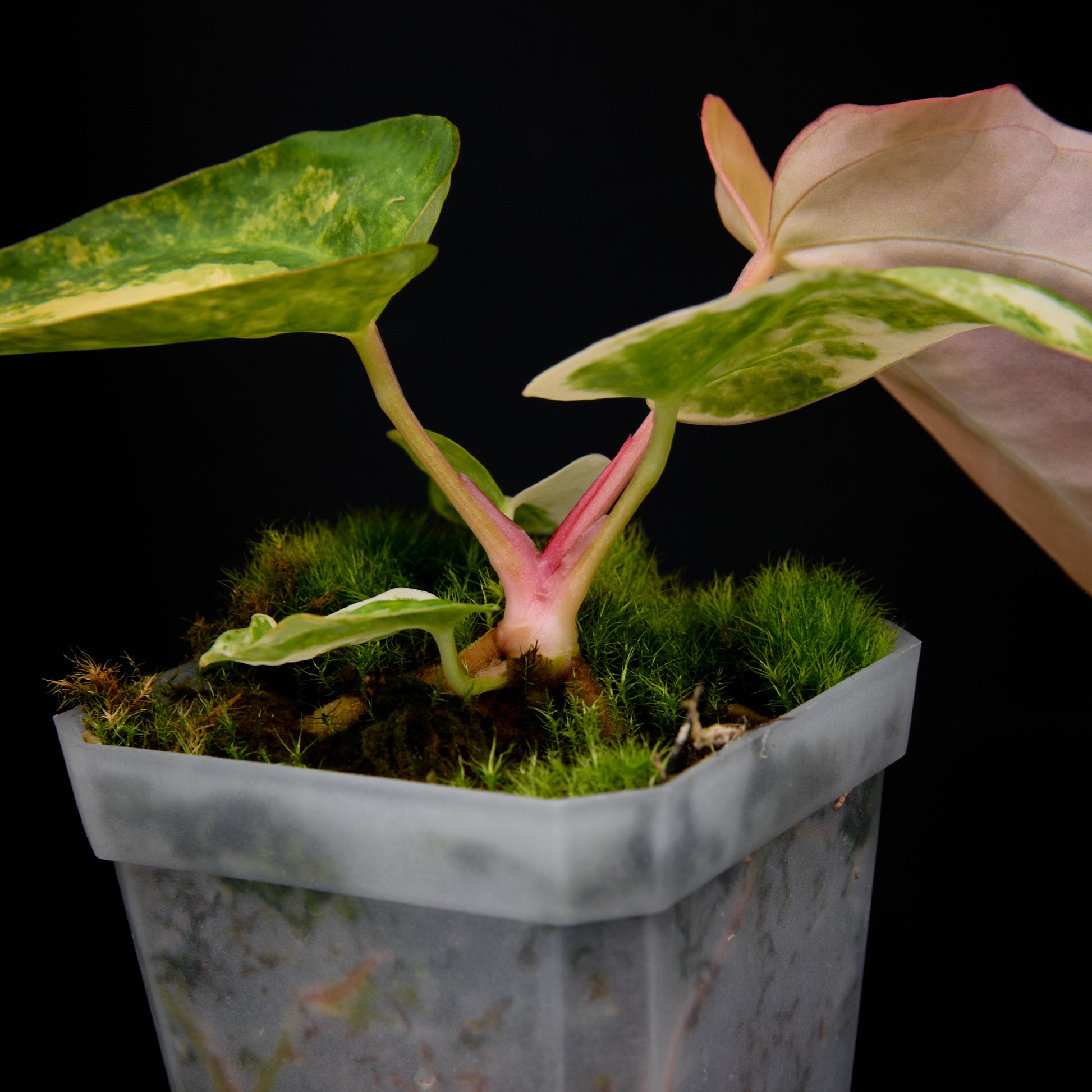 Anthurium (Kaiser x Sunset) x pap hybrid var. Seedlings 1