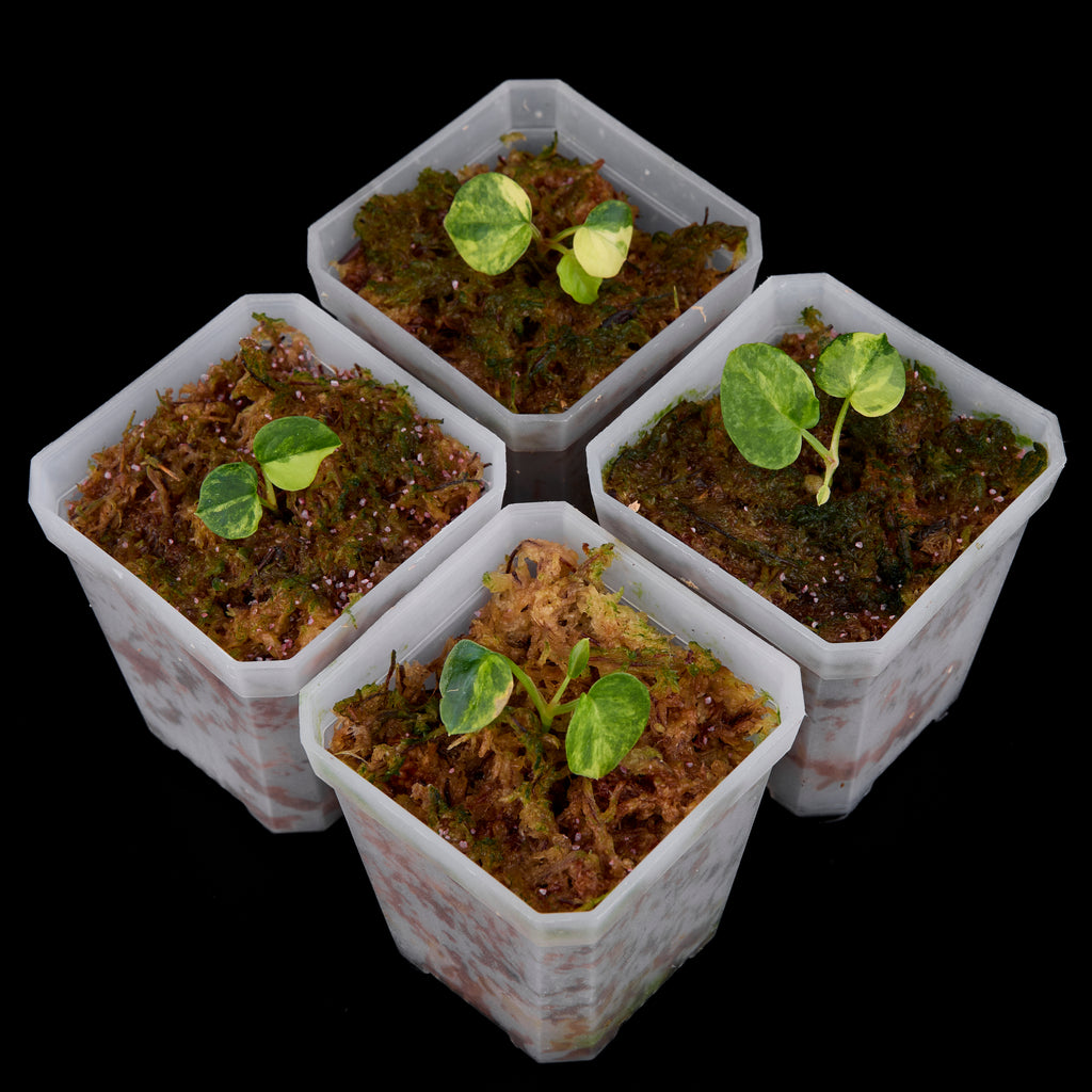 Anthurium 'AM2 (Sunset)'x AoS Small Seedlings – Grower’s Choice