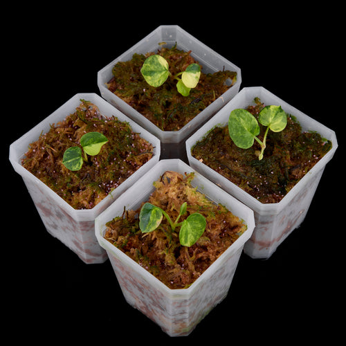 Anthurium 'AM2 (Sunset)'x AoS Small Seedlings – Grower’s Choice