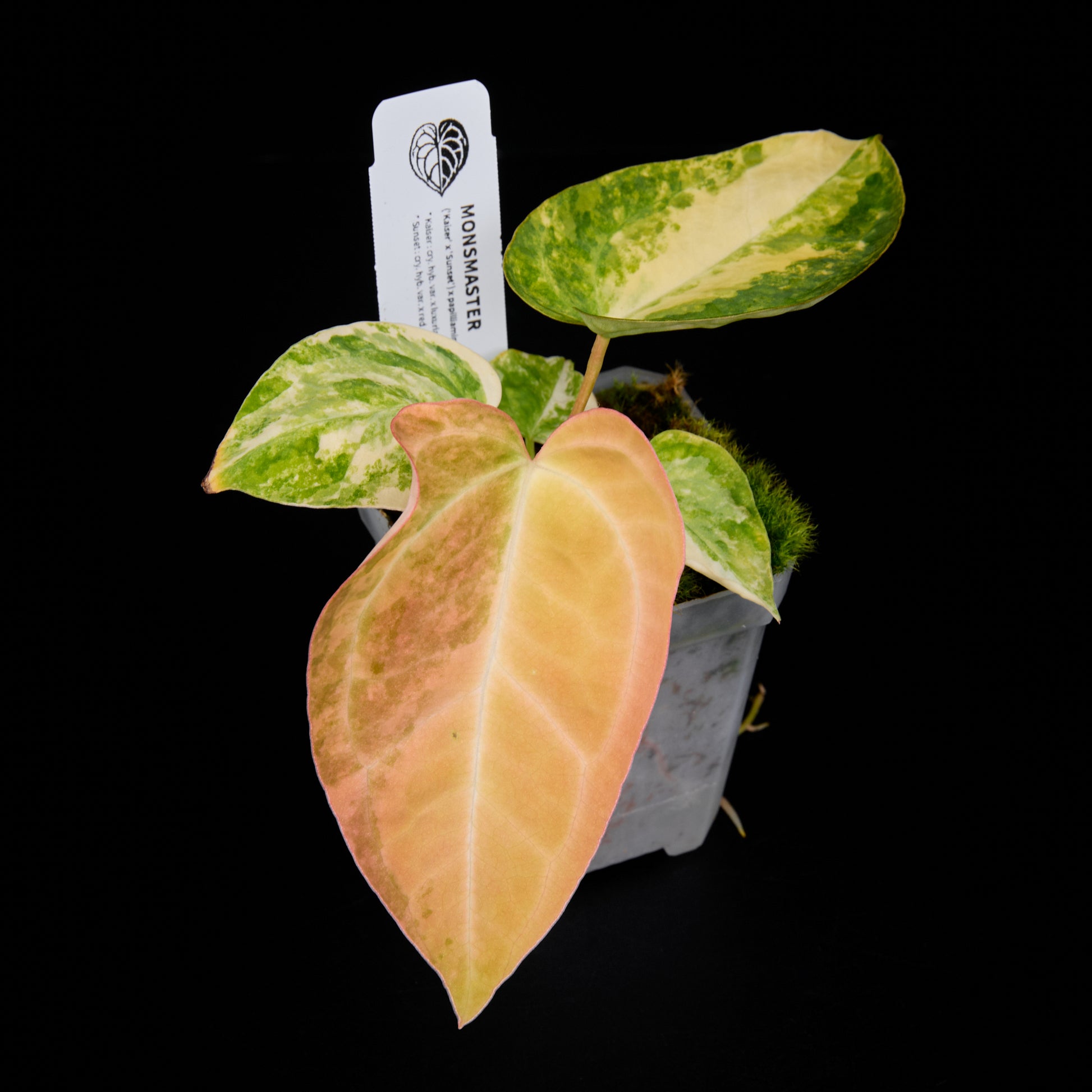 Anthurium (Kaiser x Sunset) x pap hybrid var. Seedlings 1