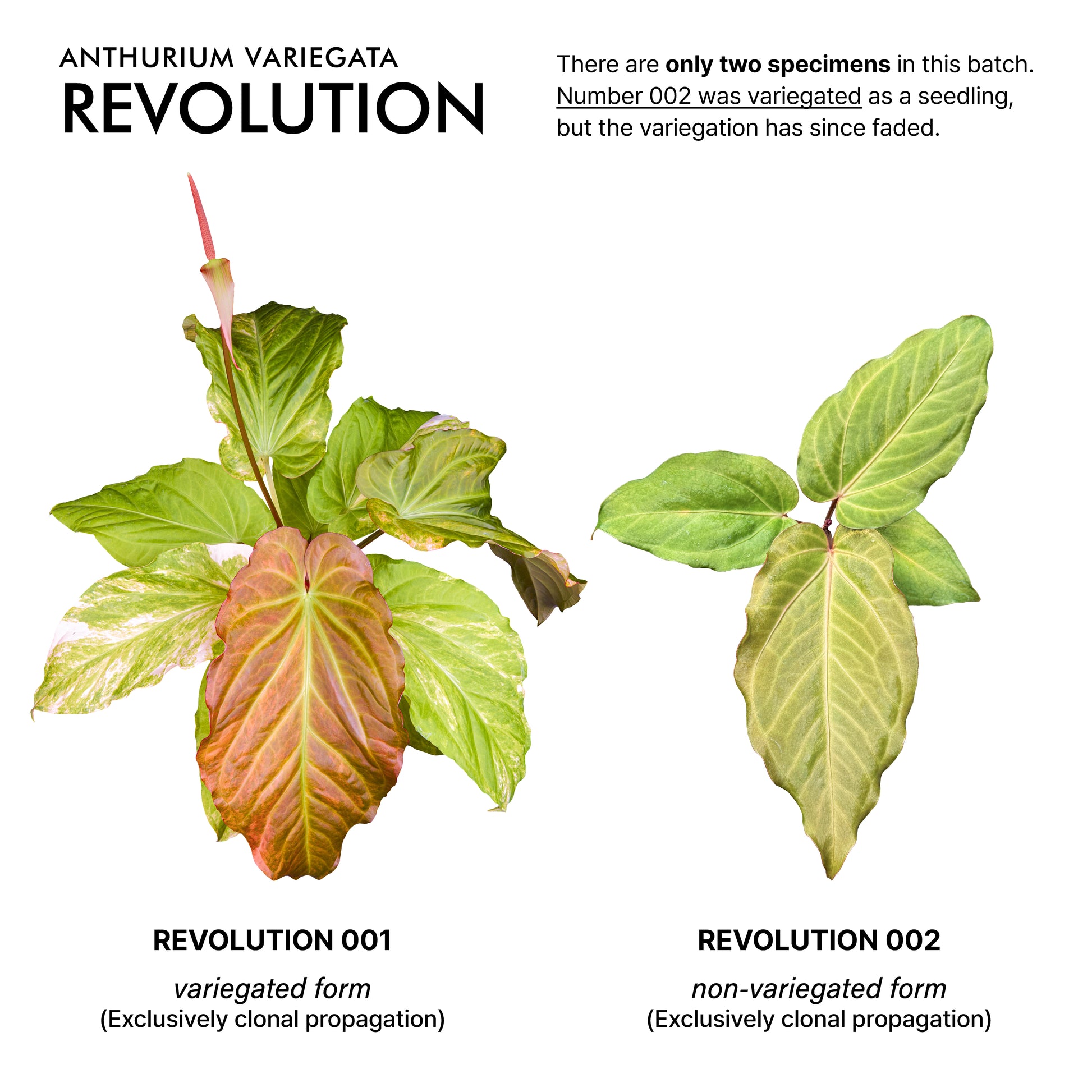 Anthurium Revolution 002 #2 Clone