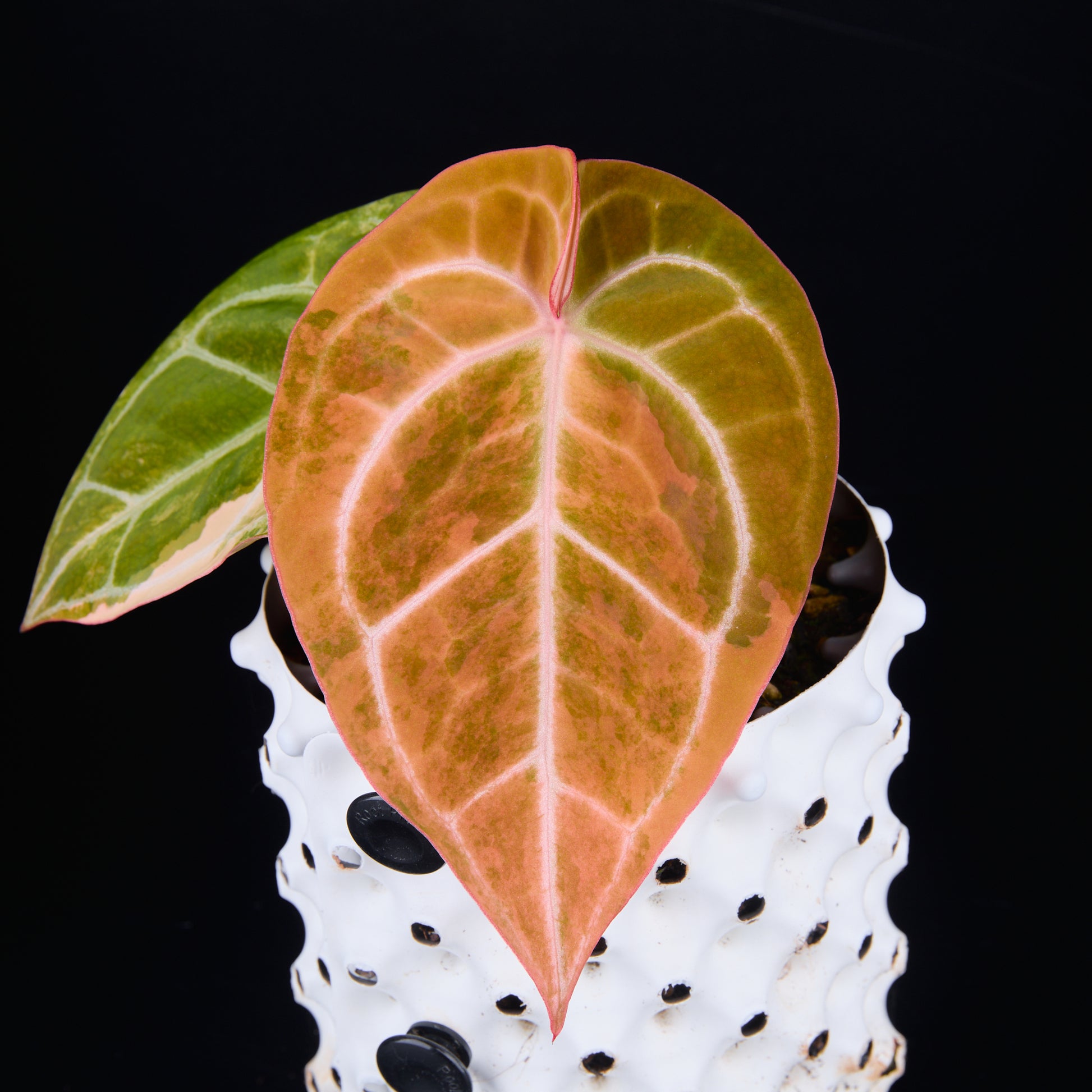 Anthurium 'AM2(Sunset)' x magnificum B