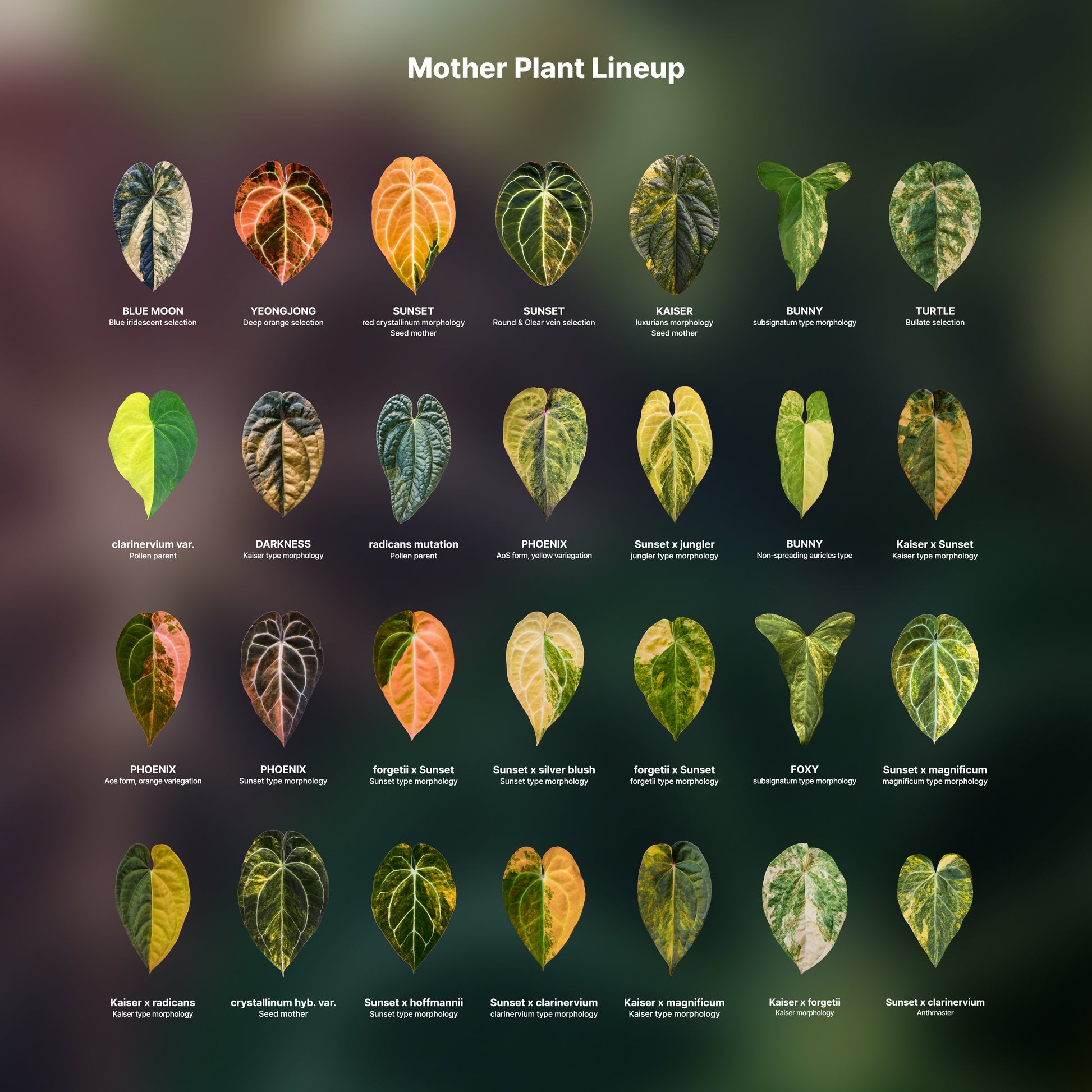 anthurium morphology Anthurium variegata random Seed