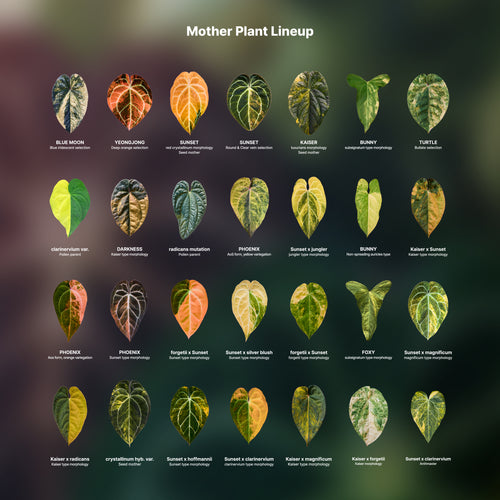 Anthurium variegata random Seed