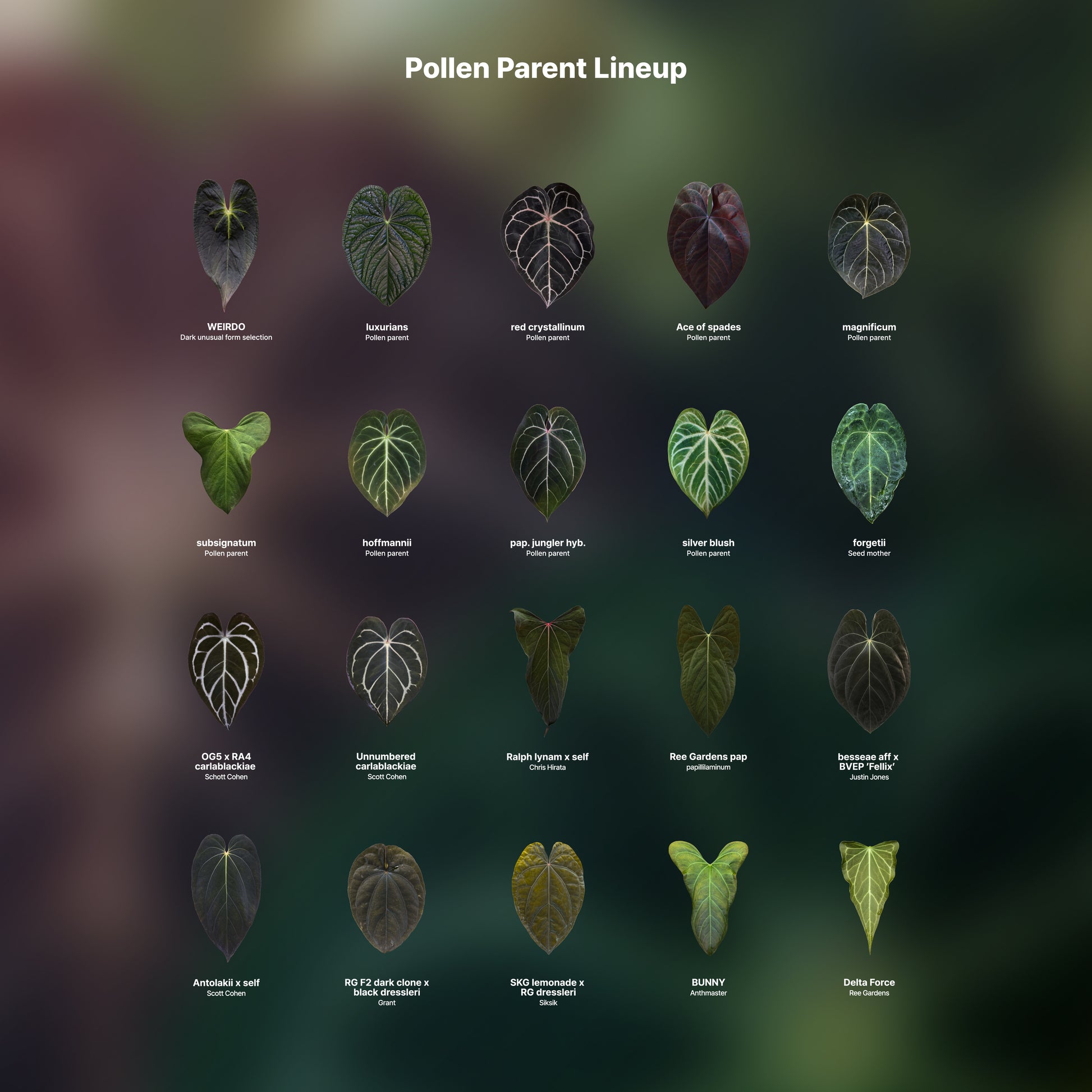 Anthurium variegata random Seed