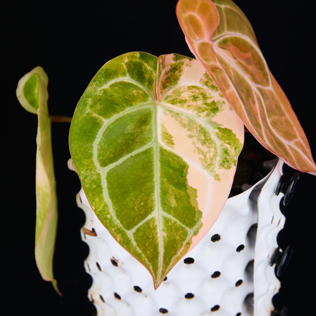 Anthurium 'AM2(Sunset)' x magnificum B