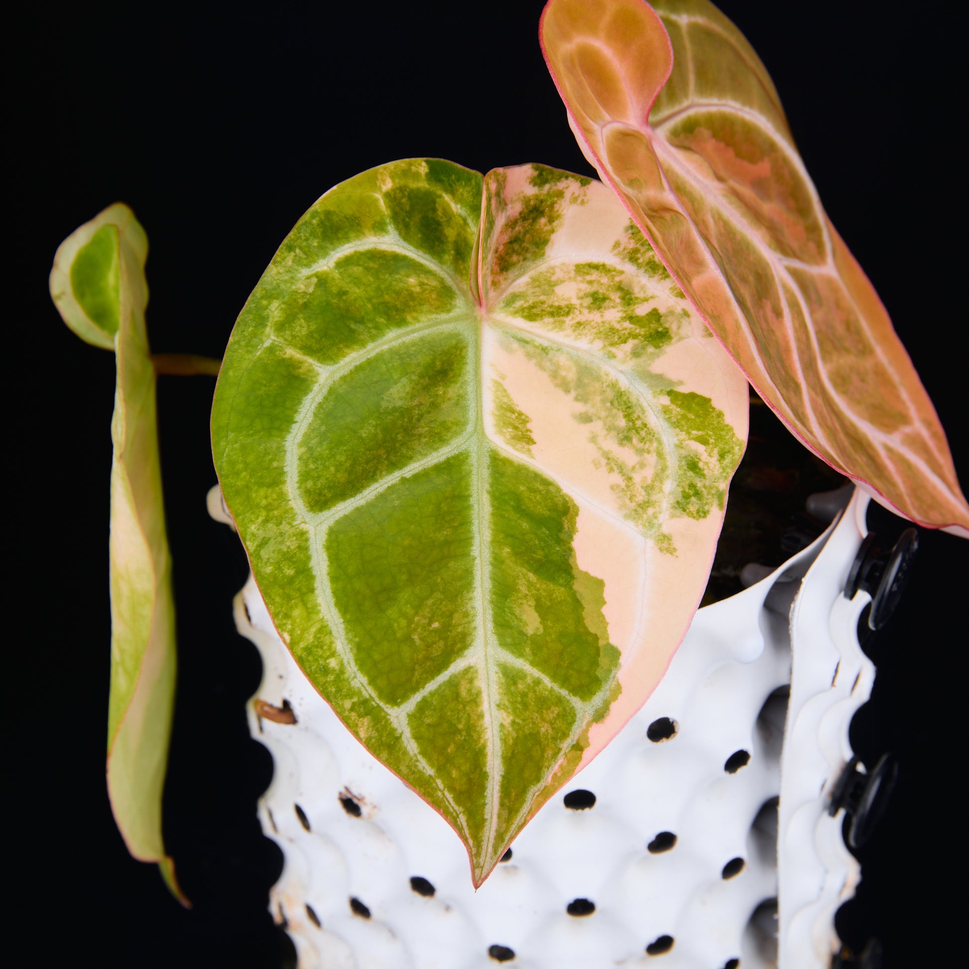 Anthurium 'AM2(Sunset)' x magnificum B
