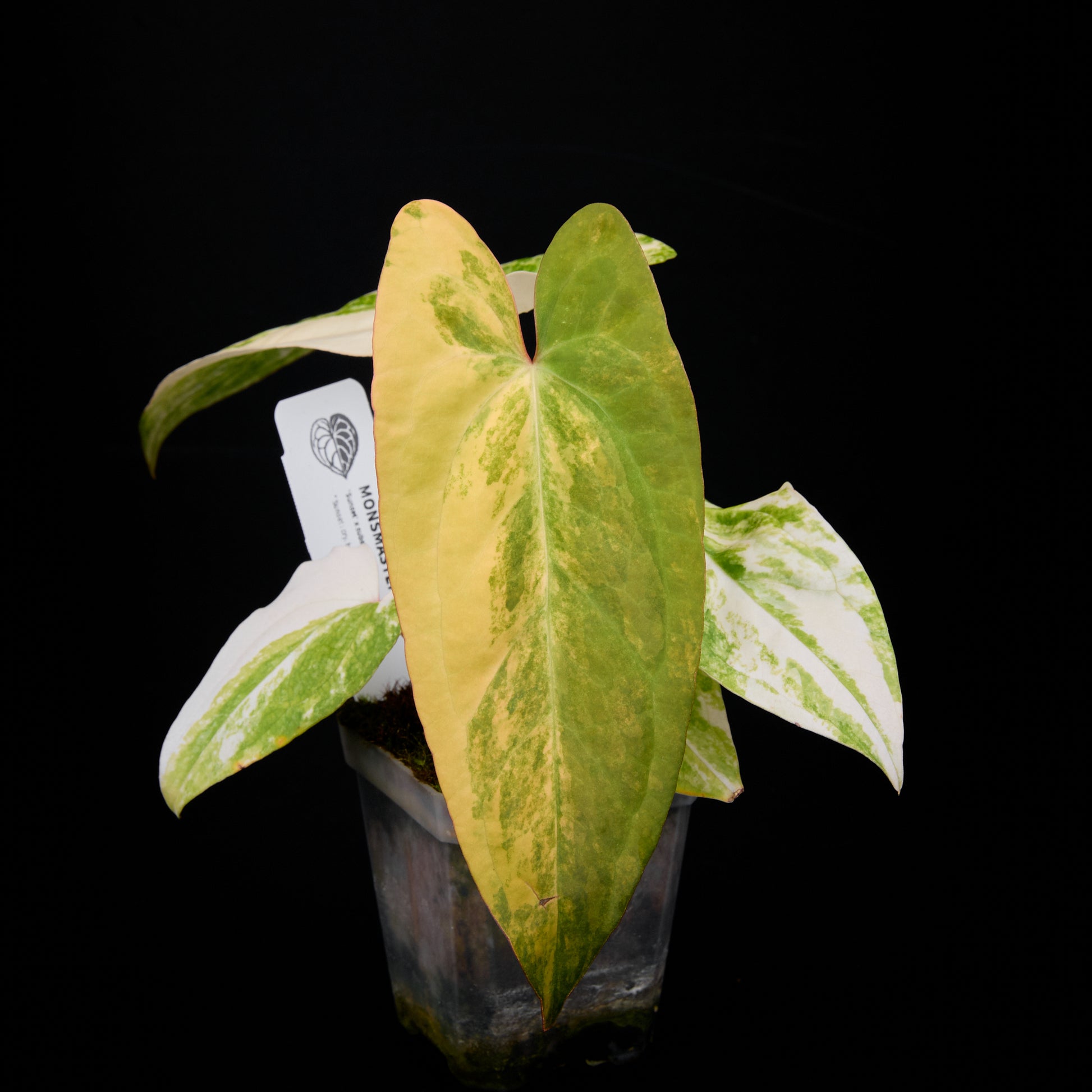 Anthurium 'AM3(Foxy)' seedlings 2