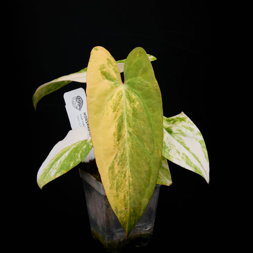 Anthurium 'AM3(Foxy)' seedlings 2