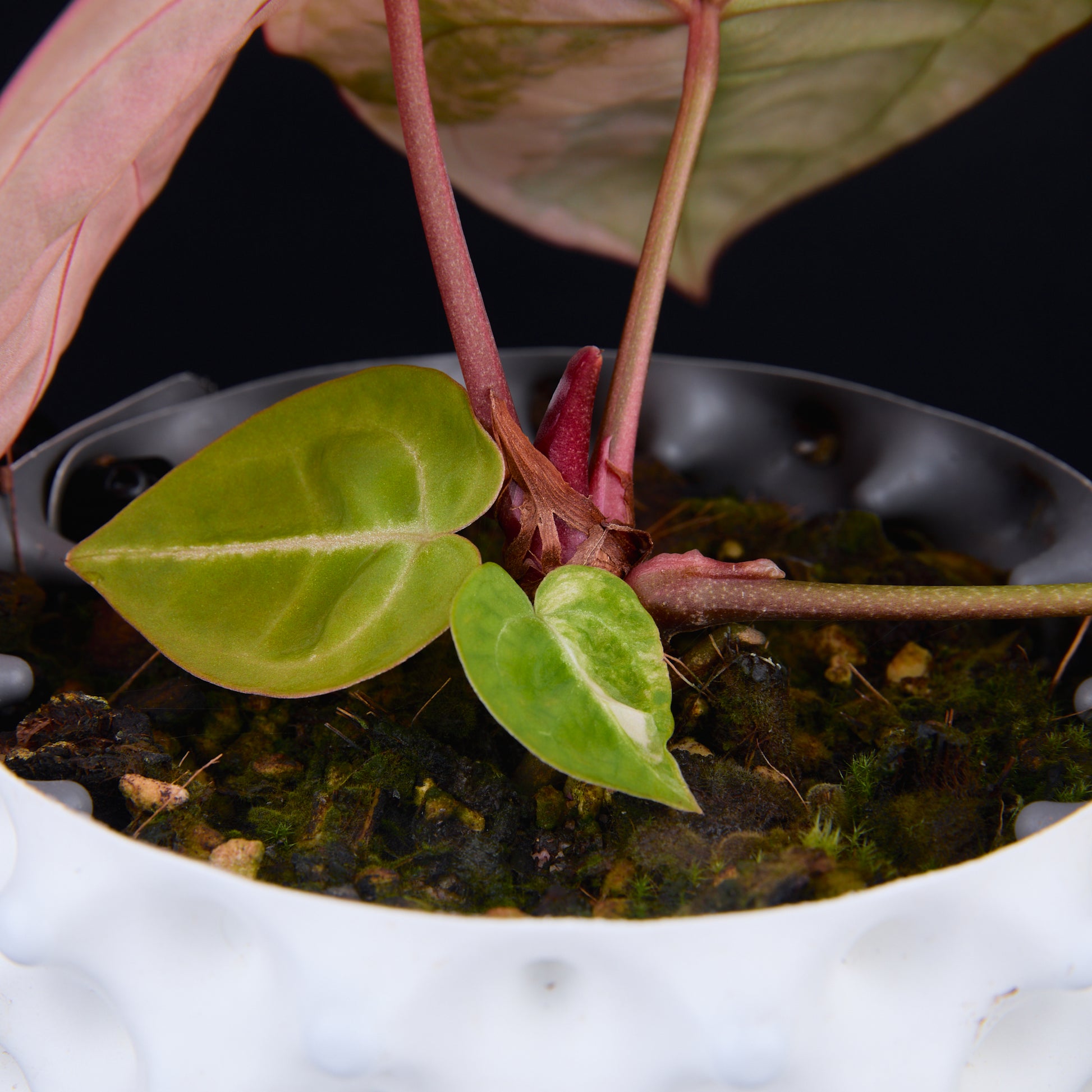 Anthurium 'AM2(Sunset)' x magnificum B