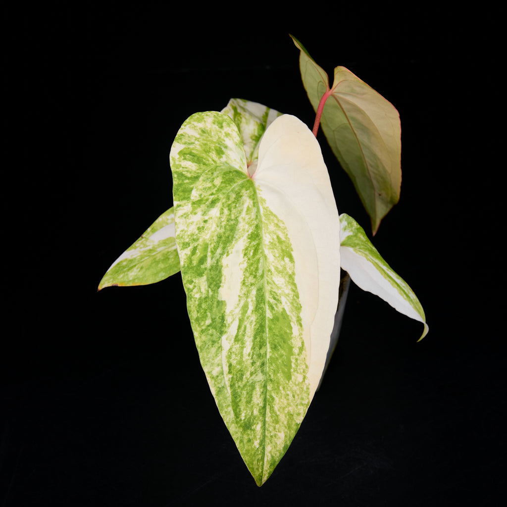 Anthurium 'AM3(Foxy)' seedlings 2