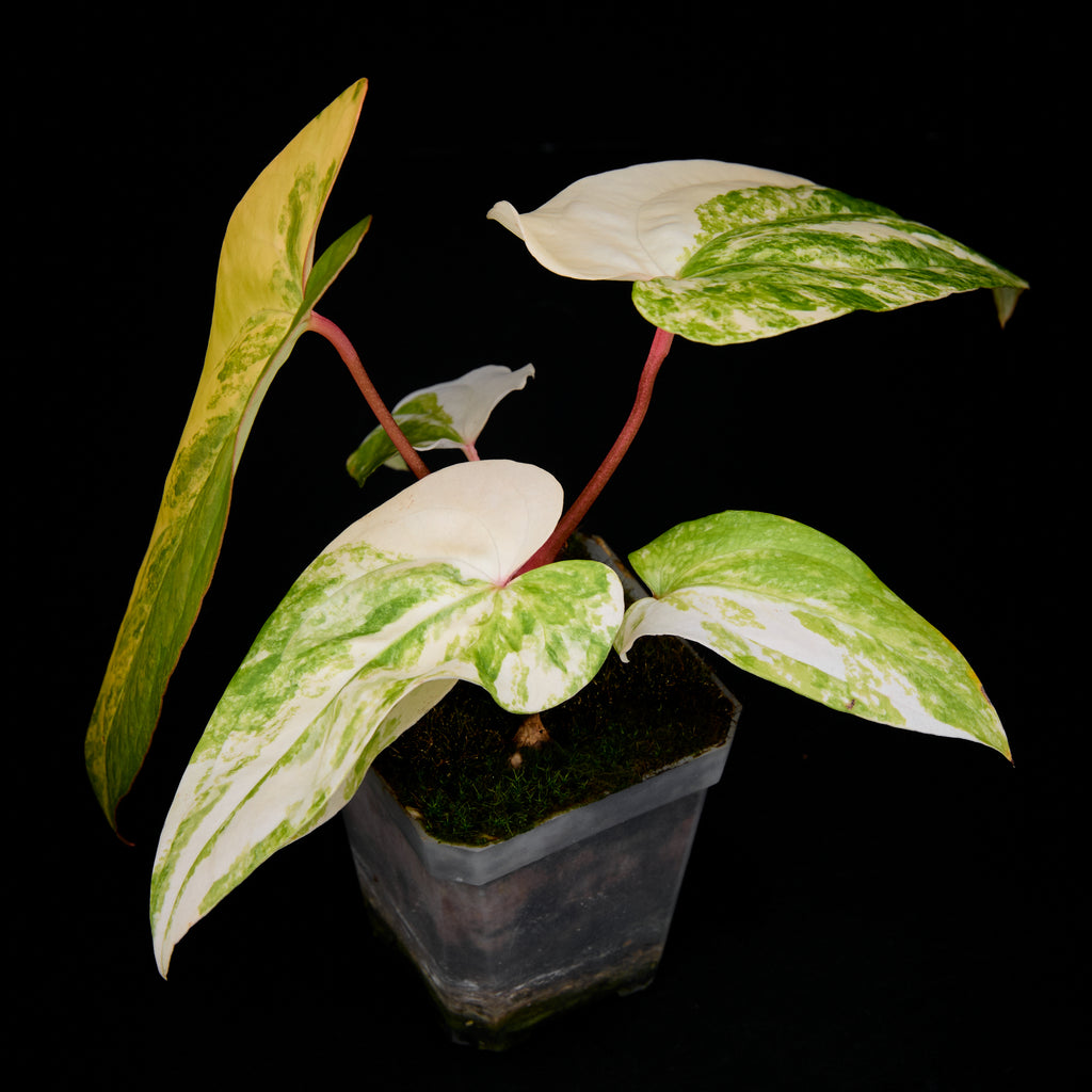 Anthurium 'AM3(Foxy)' seedlings 2