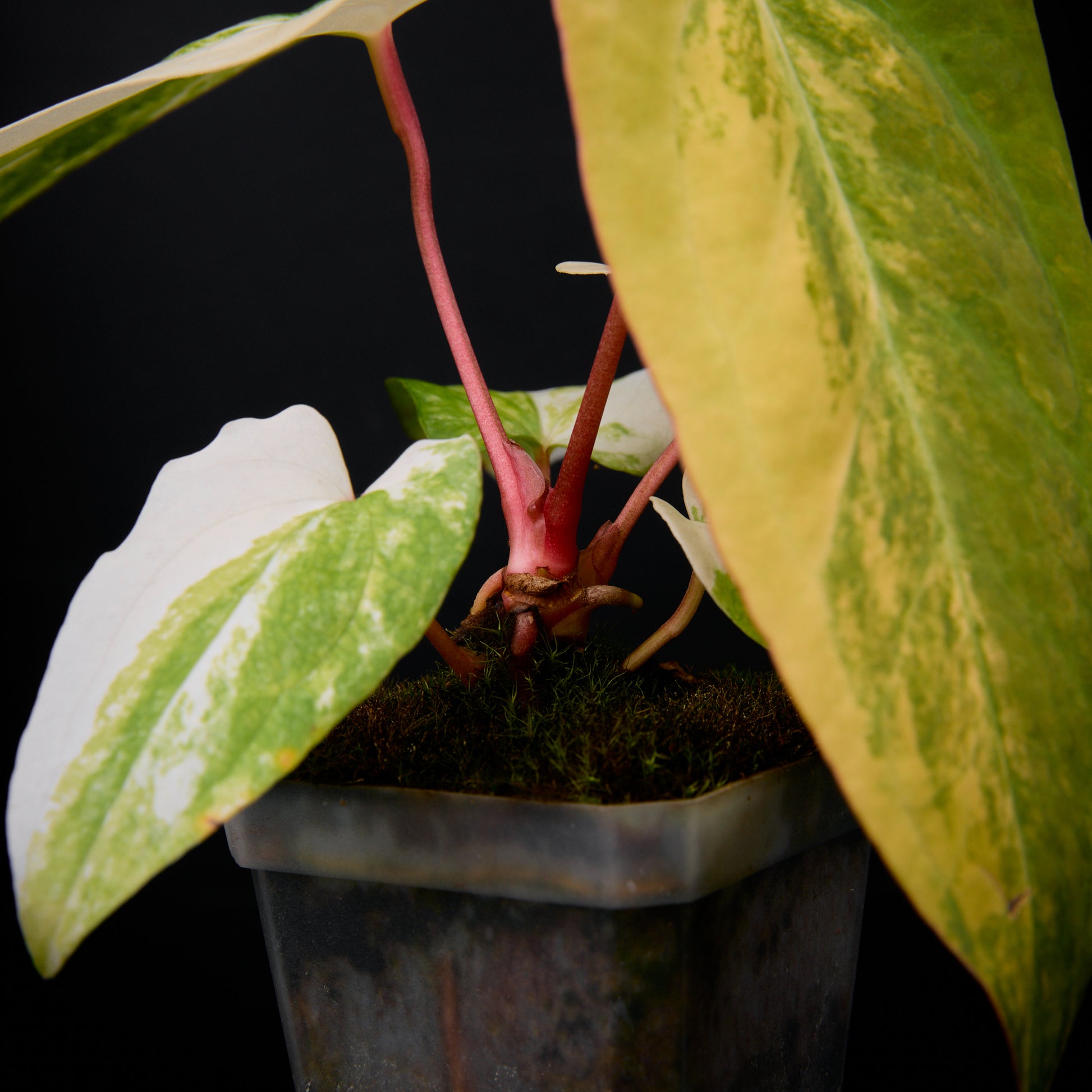 Anthurium 'AM3(Foxy)' seedlings 2