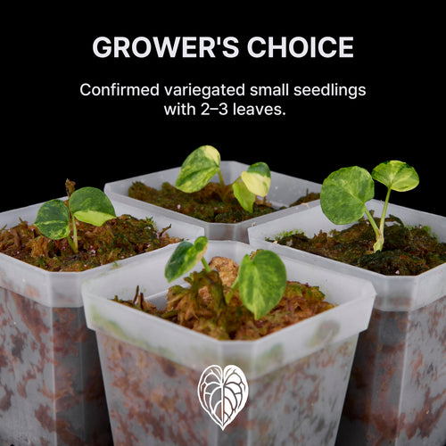 Anthurium 'AM2 (Sunset)'x AoS Small Seedlings – Grower’s Choice