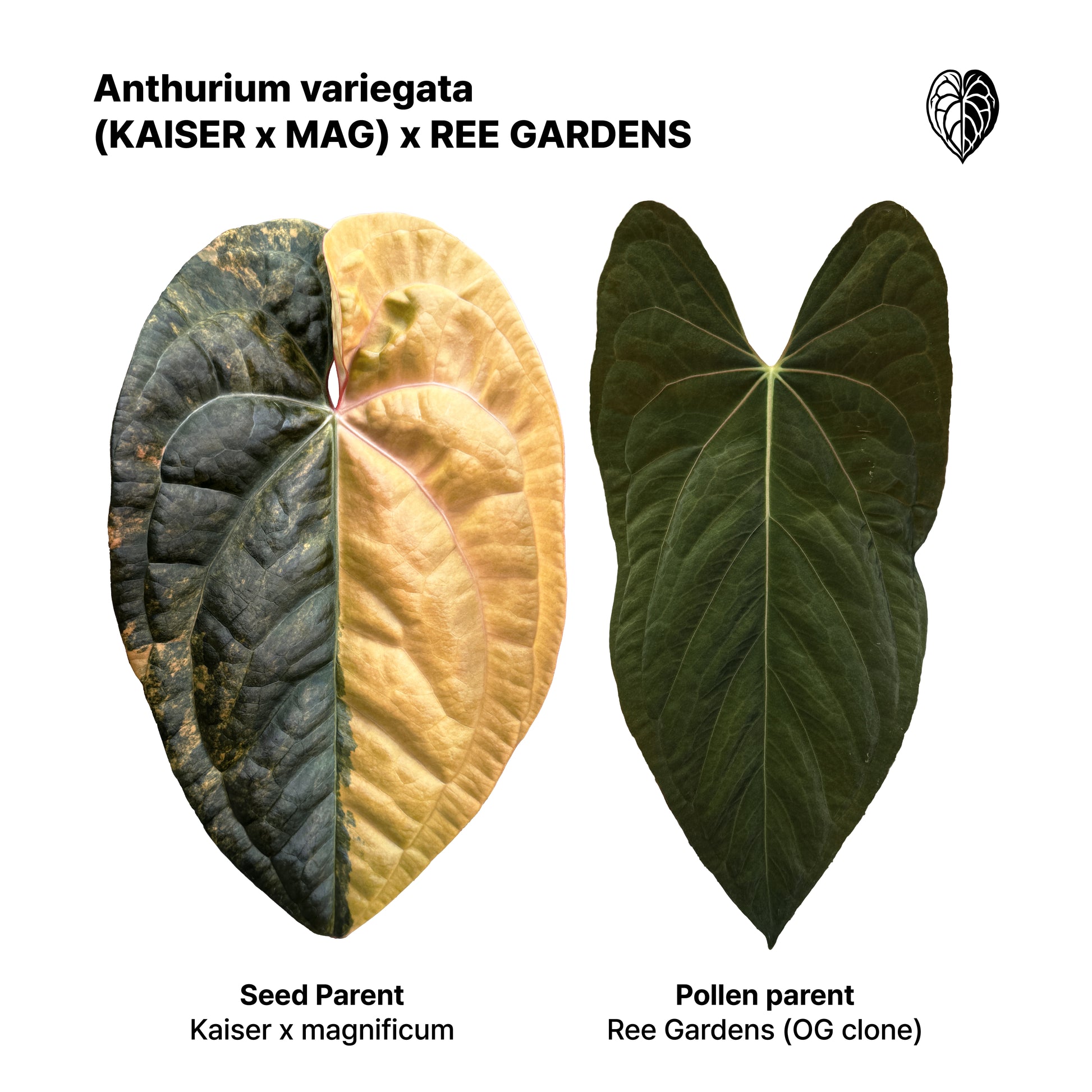 Anthurium (Kaiser x mag) x Ree Gardens (OG Clone) seedlings
