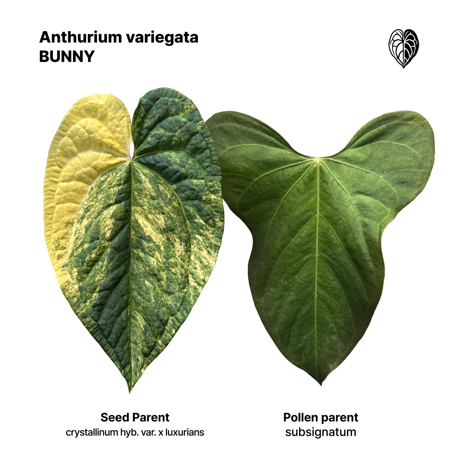 Anthurium Kaiser x subsignatum