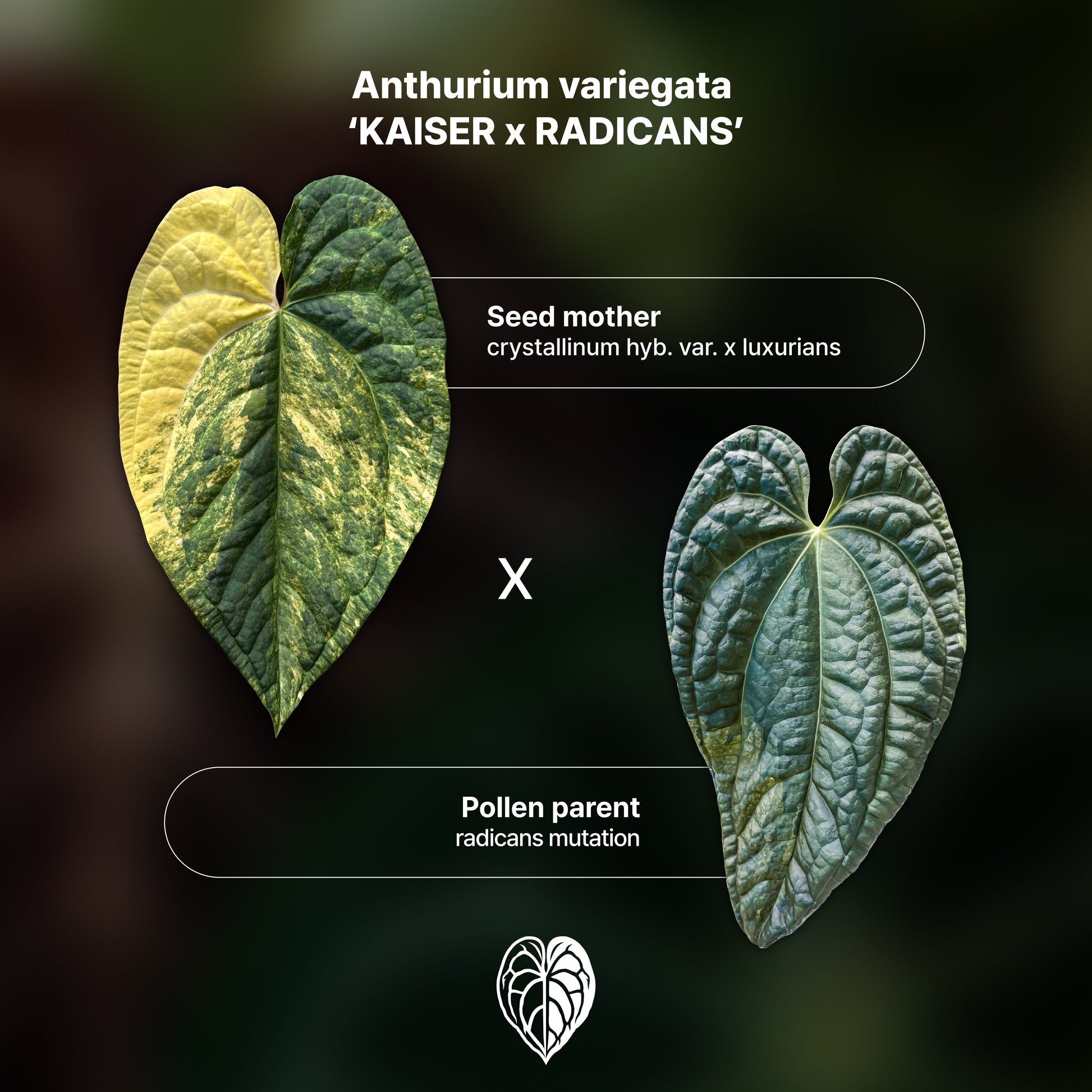 Anthurium 'AM1(Kaiser)' x radicans