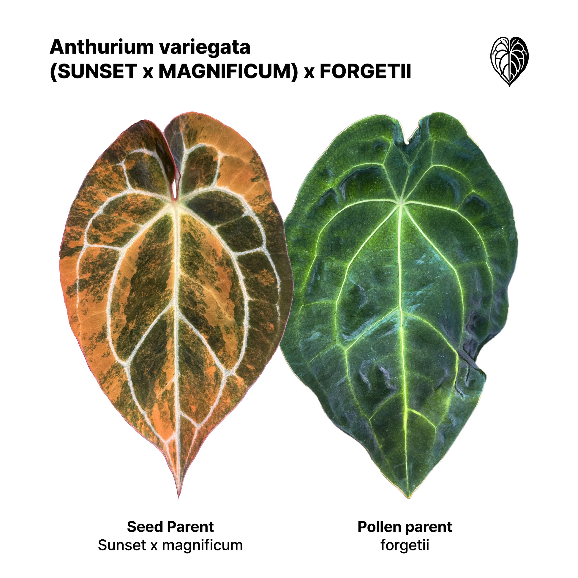 Anthurium (Sunset x magnificum) x forgetii Seedlings 7