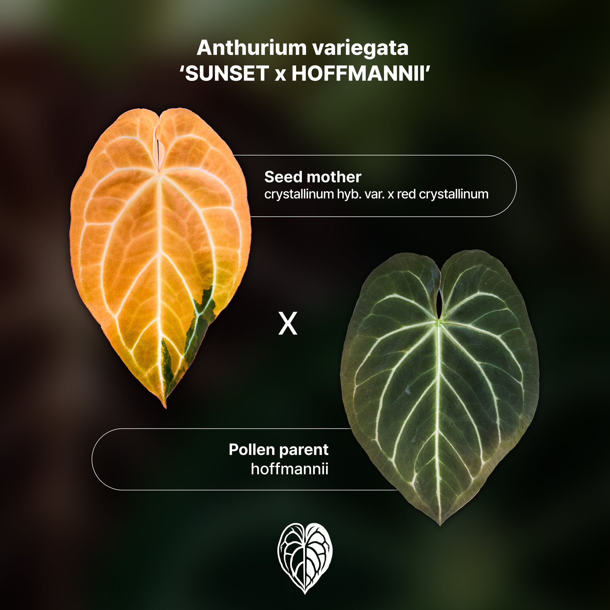 Anthurium 'AM2(Sunset)' x hoffmannii A
