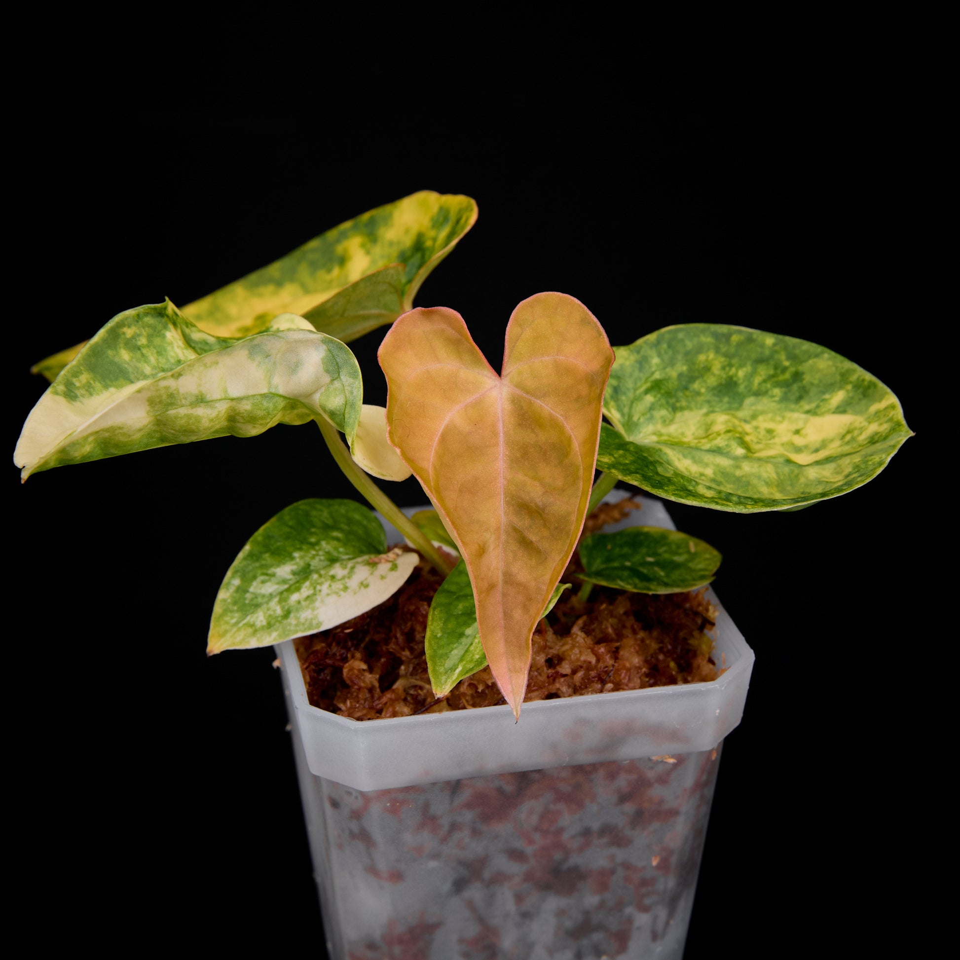 Anthurium ('AM1(Kaiser)' x magnificum) x AoS Seedlings 4