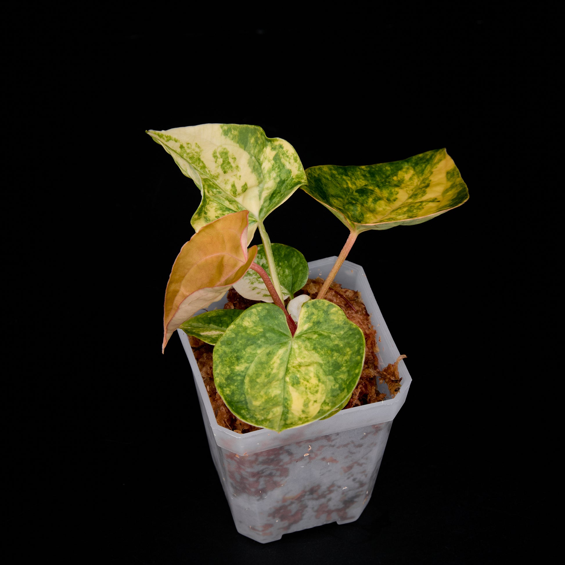 Anthurium ('AM1(Kaiser)' x magnificum) x AoS Seedlings 4