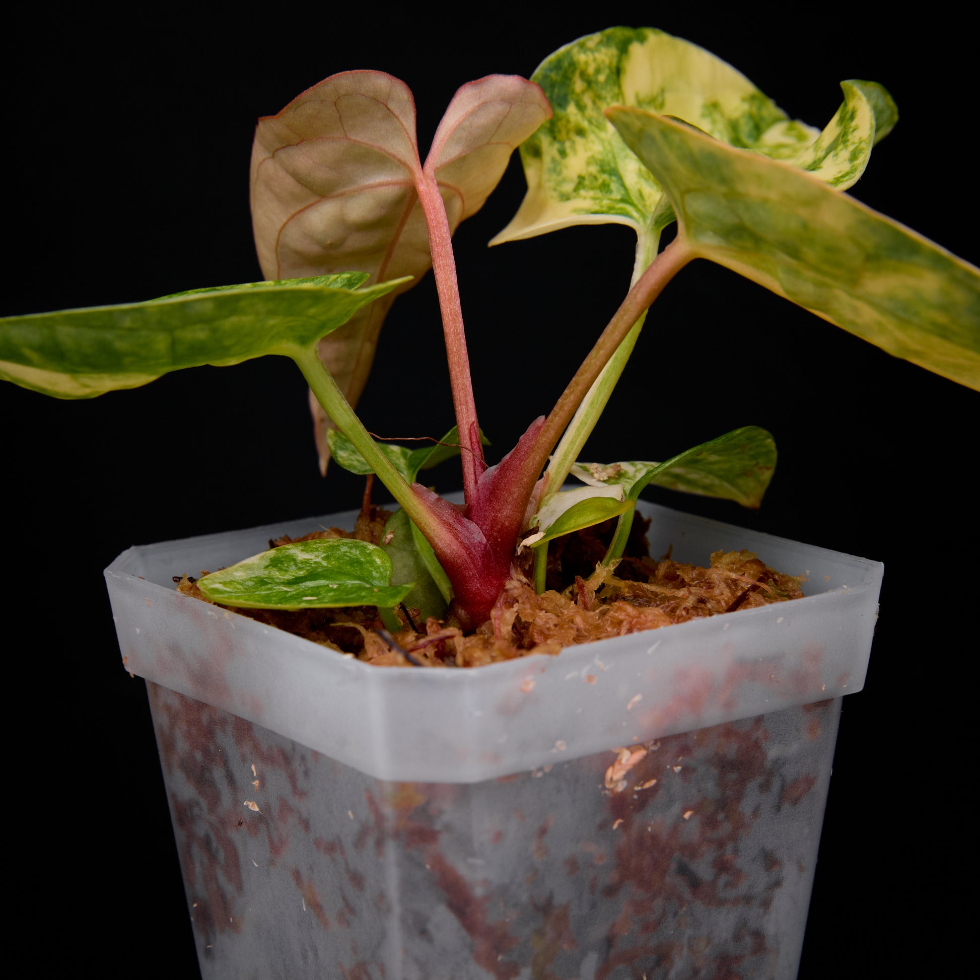 Anthurium ('AM1(Kaiser)' x magnificum) x AoS Seedlings 4