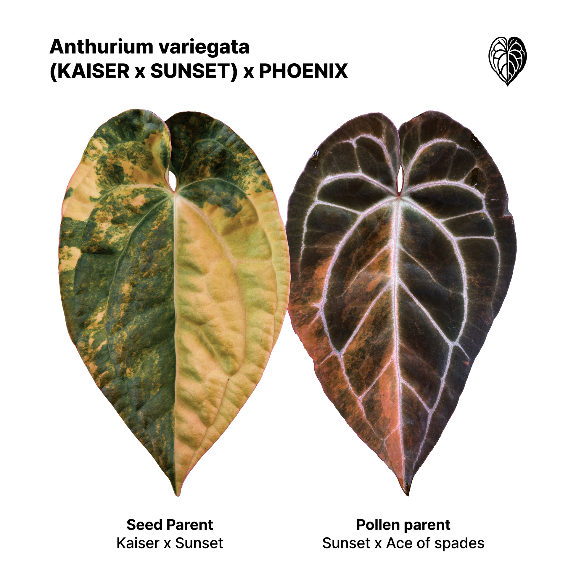 Anthurium (Kaiser x Sunset) x Phoenix (Pink Selection)