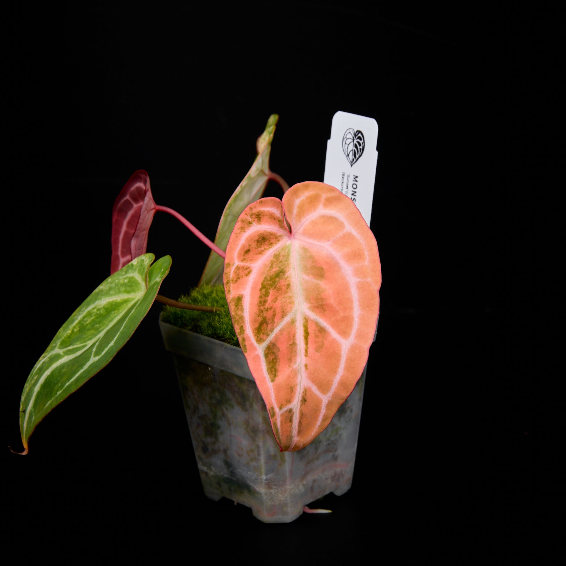 Anthurium 'AM2(Sunset)' x red crystallinum (Backcross) Seedlings 5