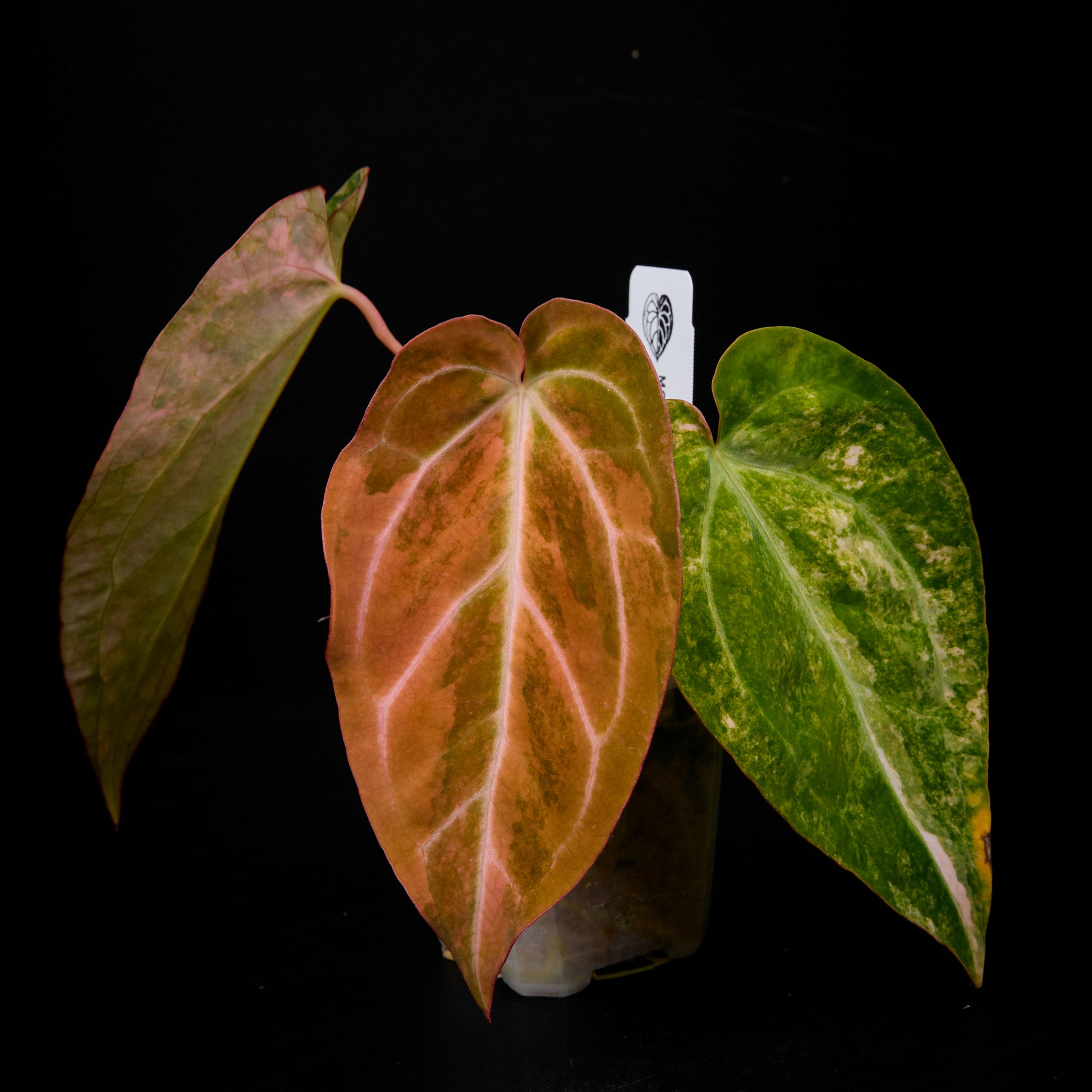 anthurium red crystallinum x magnificum Anthurium 'AM2(Sunset)' x ('AM2(Sunset)'x magnificum) Seed – ANTHMASTER
