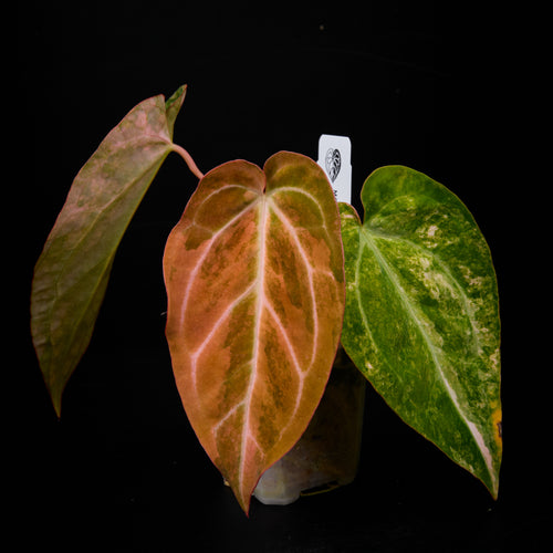 Anthurium 'AM2(Sunset)' x ('AM2(Sunset)'x magnificum) Seed
