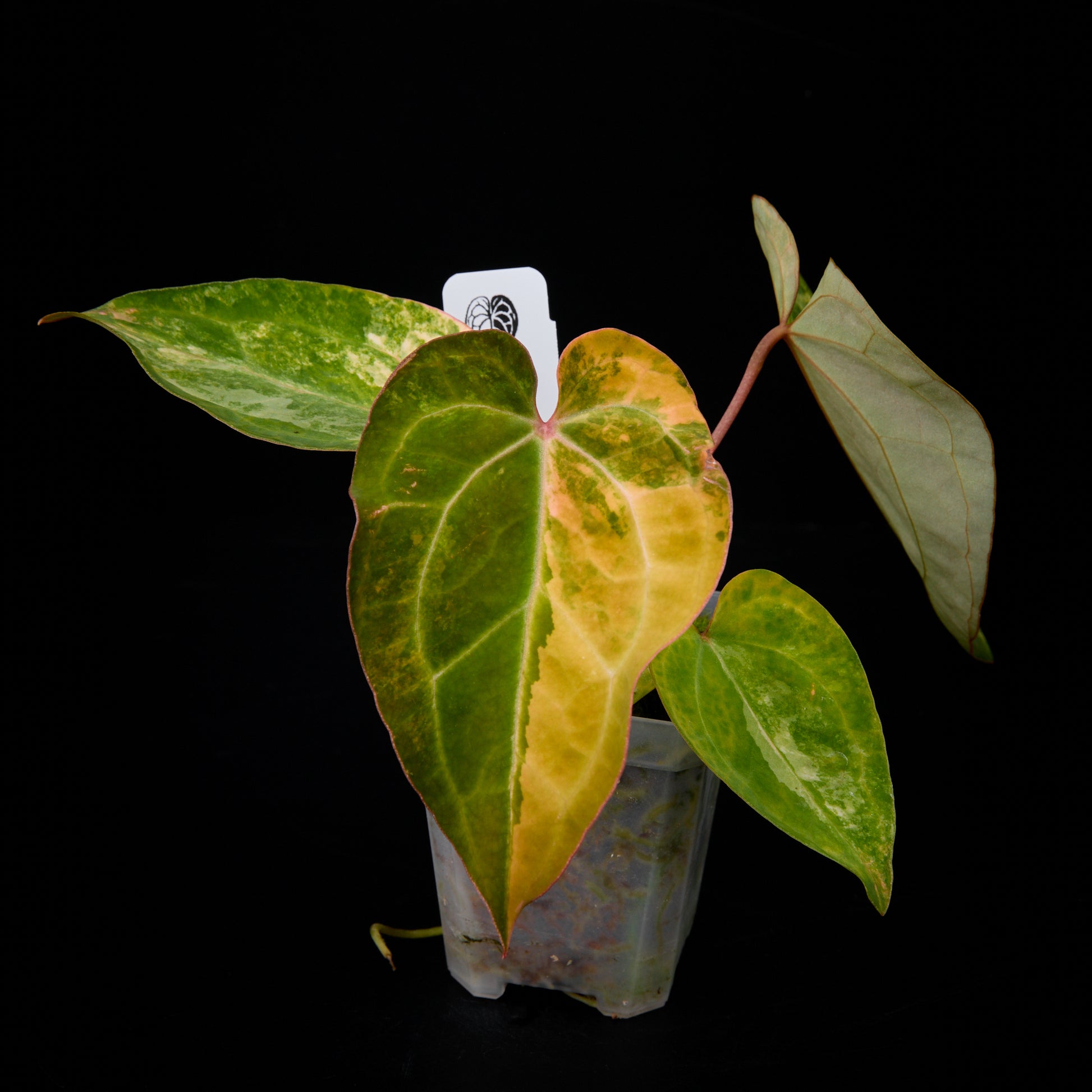 anthurium crystallinum seeds for sale Anthurium 'AM5(Phoenix)' x red crystallinum Seed – ANTHMASTER