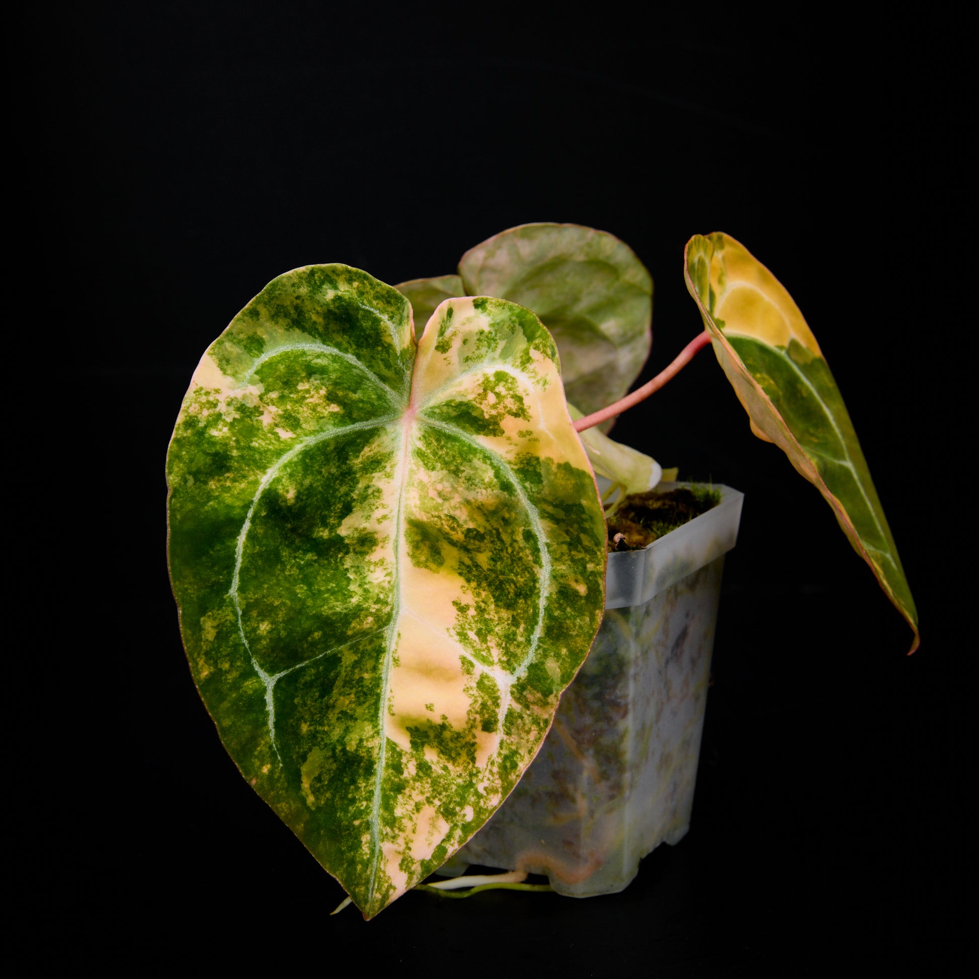 Anthurium (Sunset x magnificum) x forgetii Seedlings 5