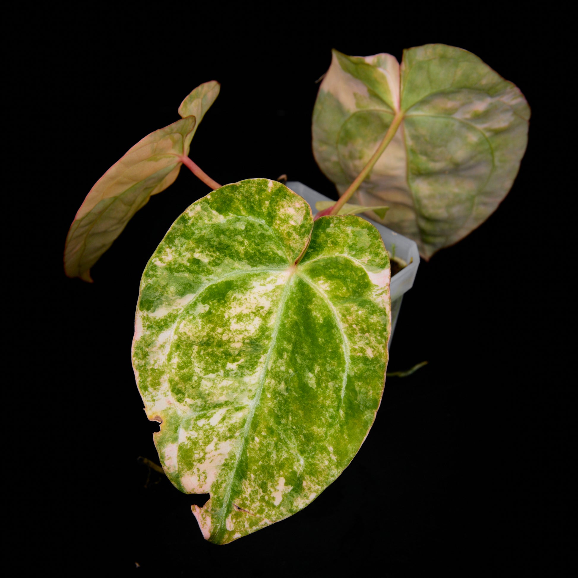 Anthurium (Sunset x magnificum) x forgetii Seedlings 5