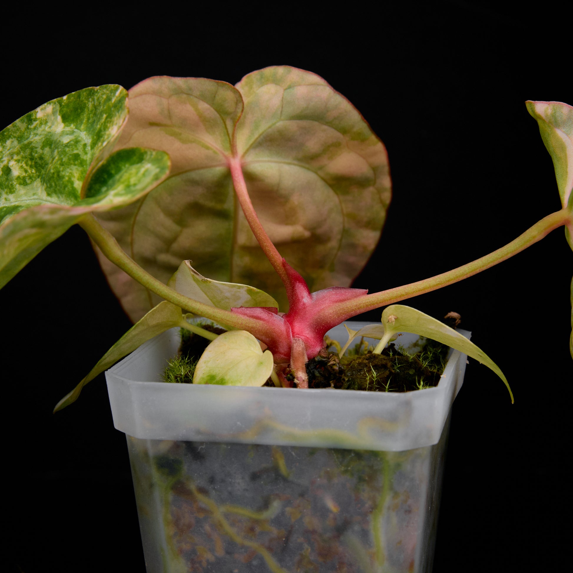 Anthurium (Sunset x magnificum) x forgetii Seedlings 5