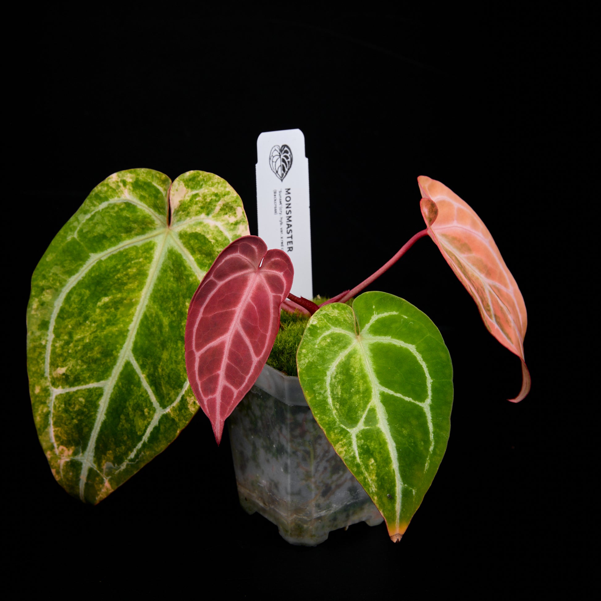 Anthurium 'AM2(Sunset)' x red crystallinum (Backcross) Seedlings 5