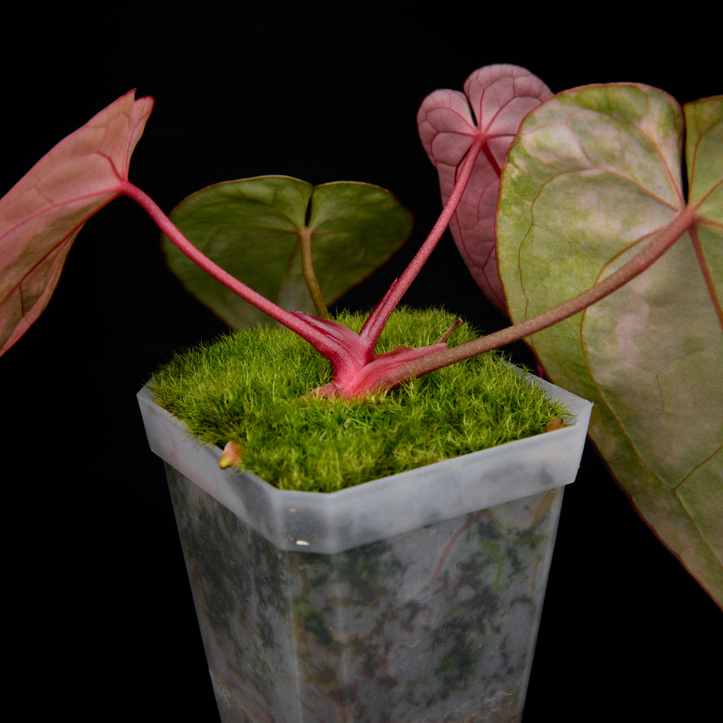 Anthurium 'AM2(Sunset)' x red crystallinum (Backcross) Seedlings 5
