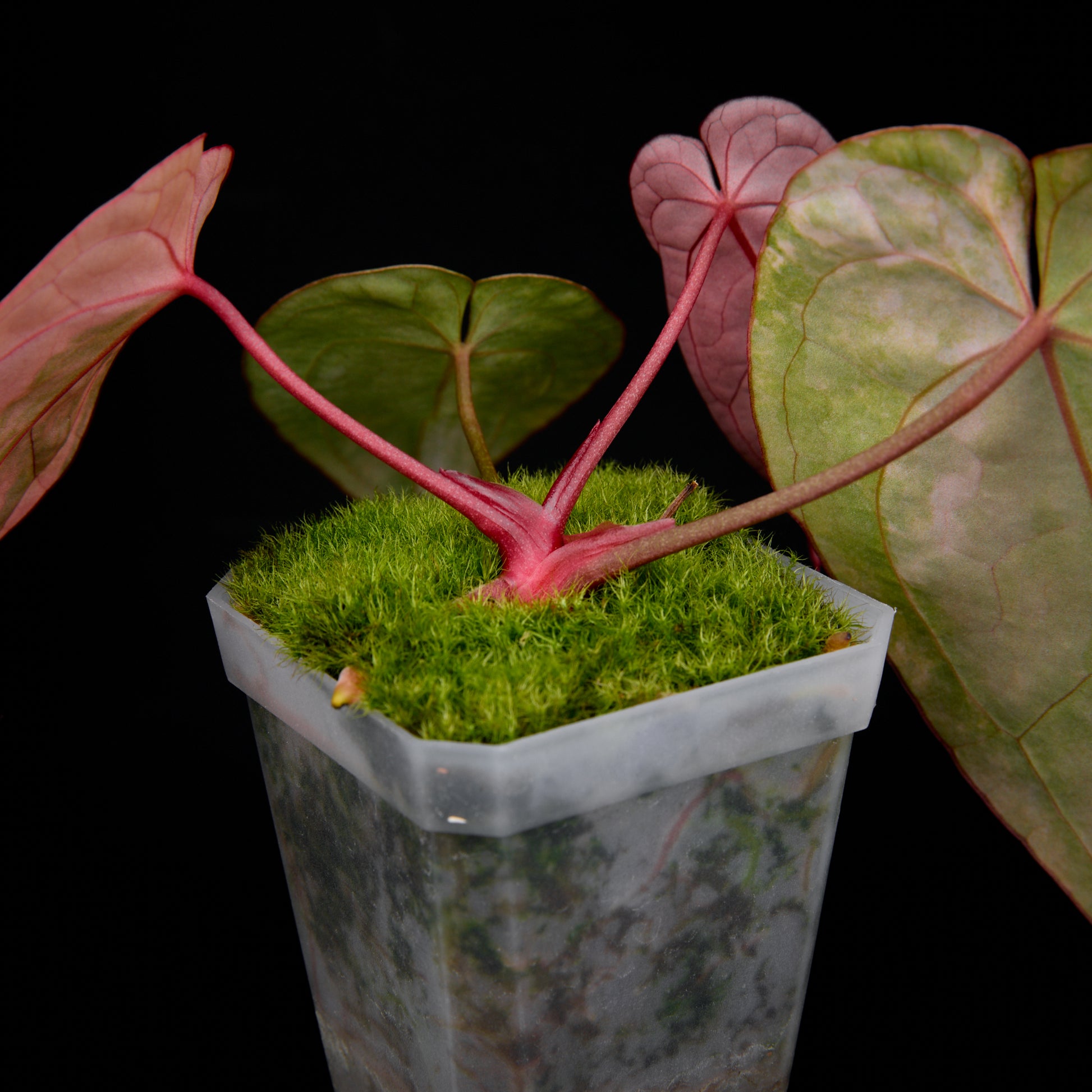 Anthurium 'AM2(Sunset)' x red crystallinum (Backcross) Seedlings 5