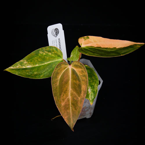 Anthurium ('AM1(Kaiser)' x magnificum) x 'AM5(Phoenix) Seed