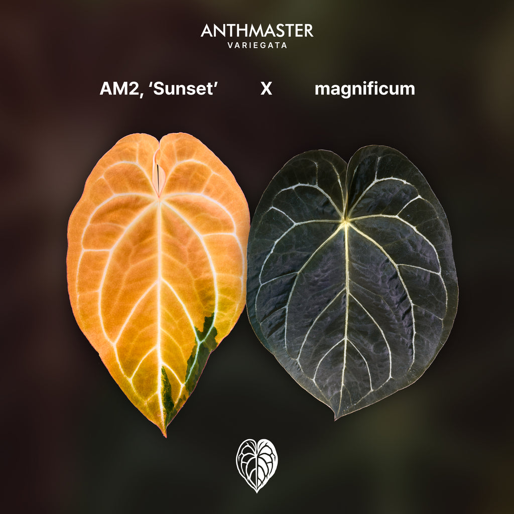 Anthurium 'AM2(Sunset)' x magnificum B