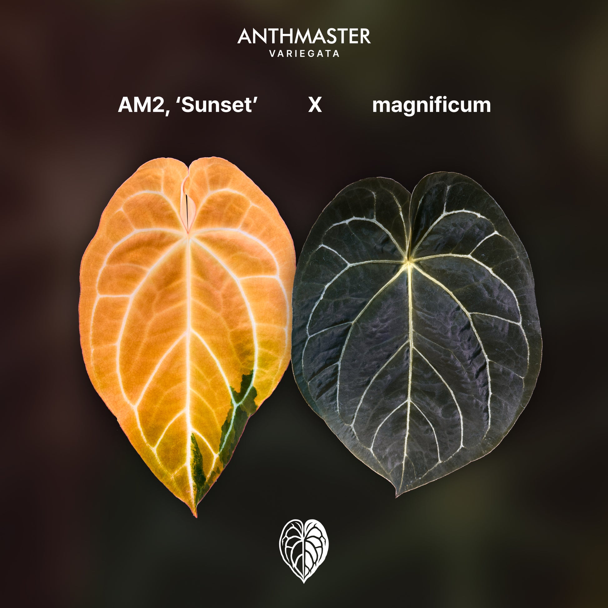 Anthurium 'AM2(Sunset)' x magnificum Seedlings