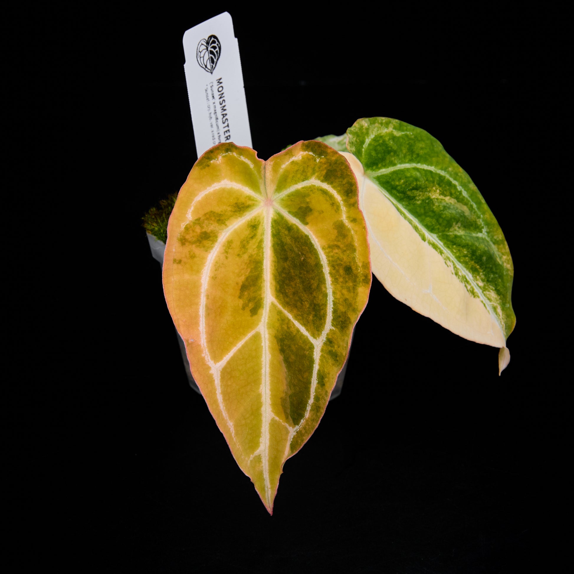 Anthurium (Sunset x magnificum) x forgetii Seedlings 6